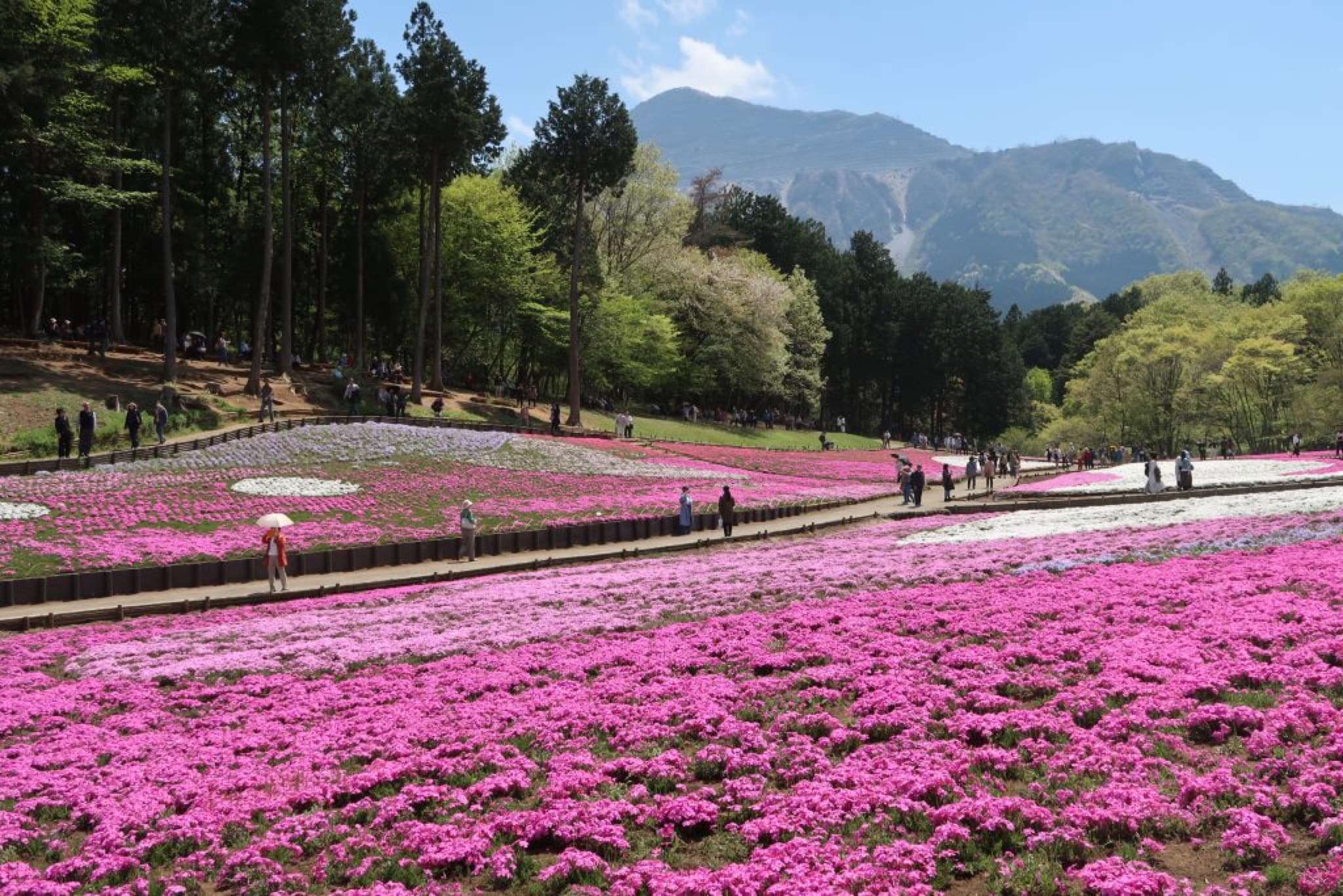 shibazakura chichibu