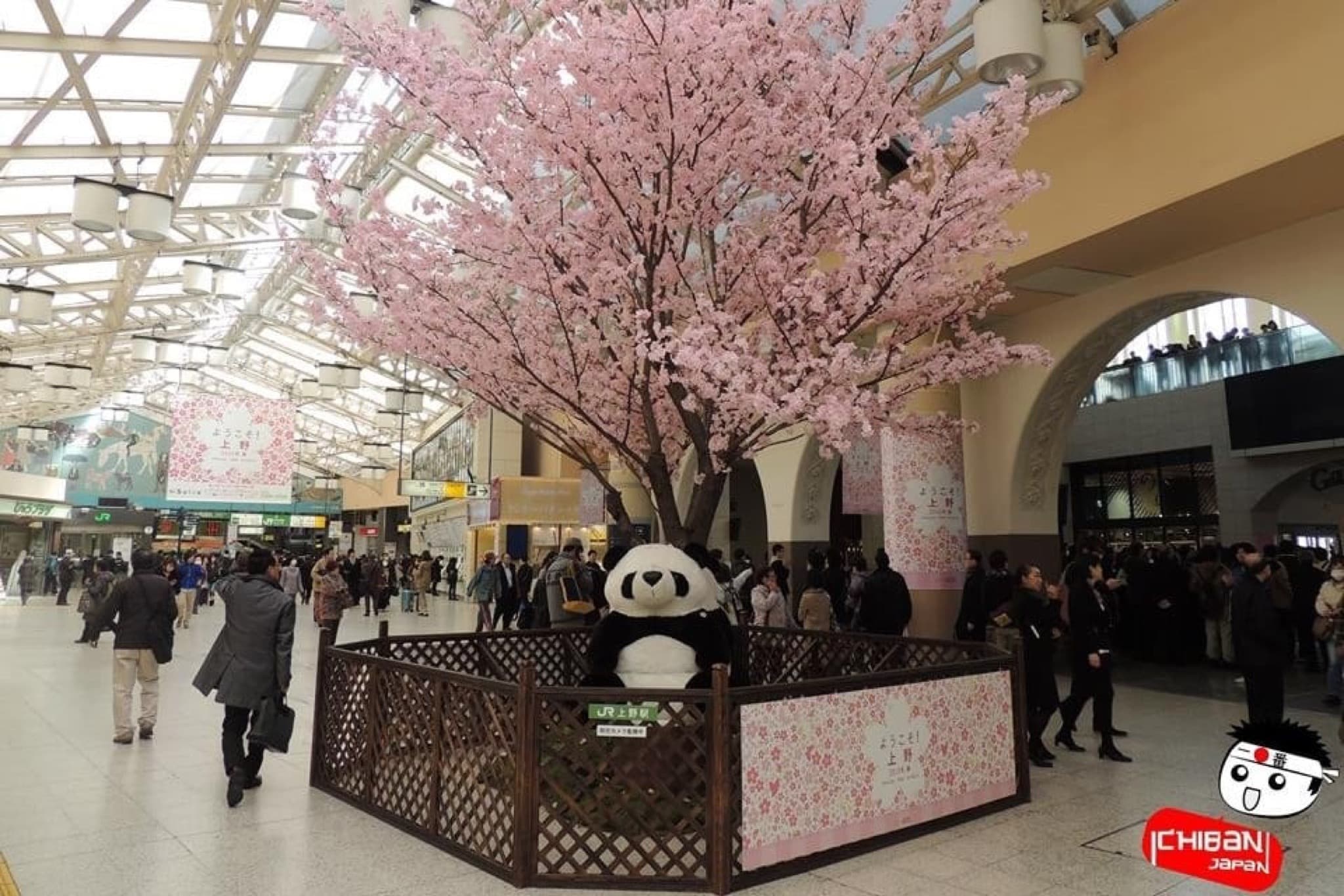 Sakura à la gare de Ueno