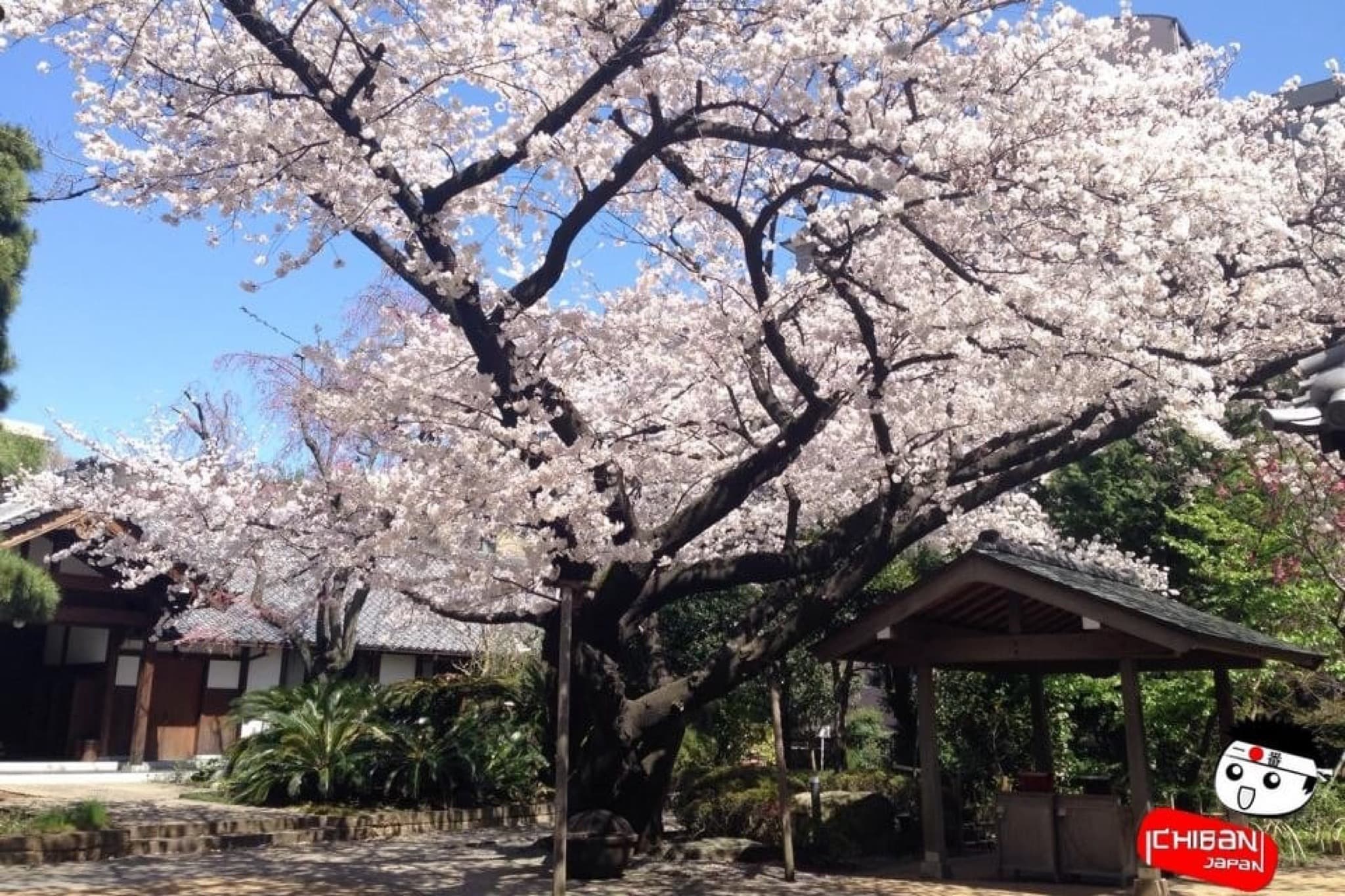 Hanami sakura cerisier en fleur