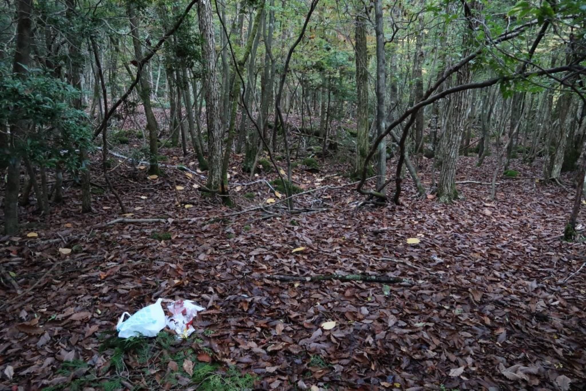 forêt des suicides