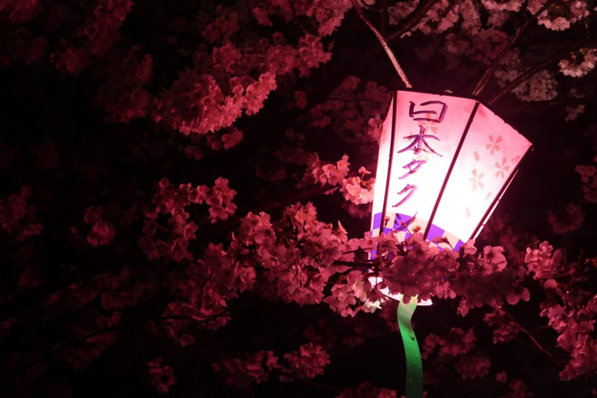 gifu sakura