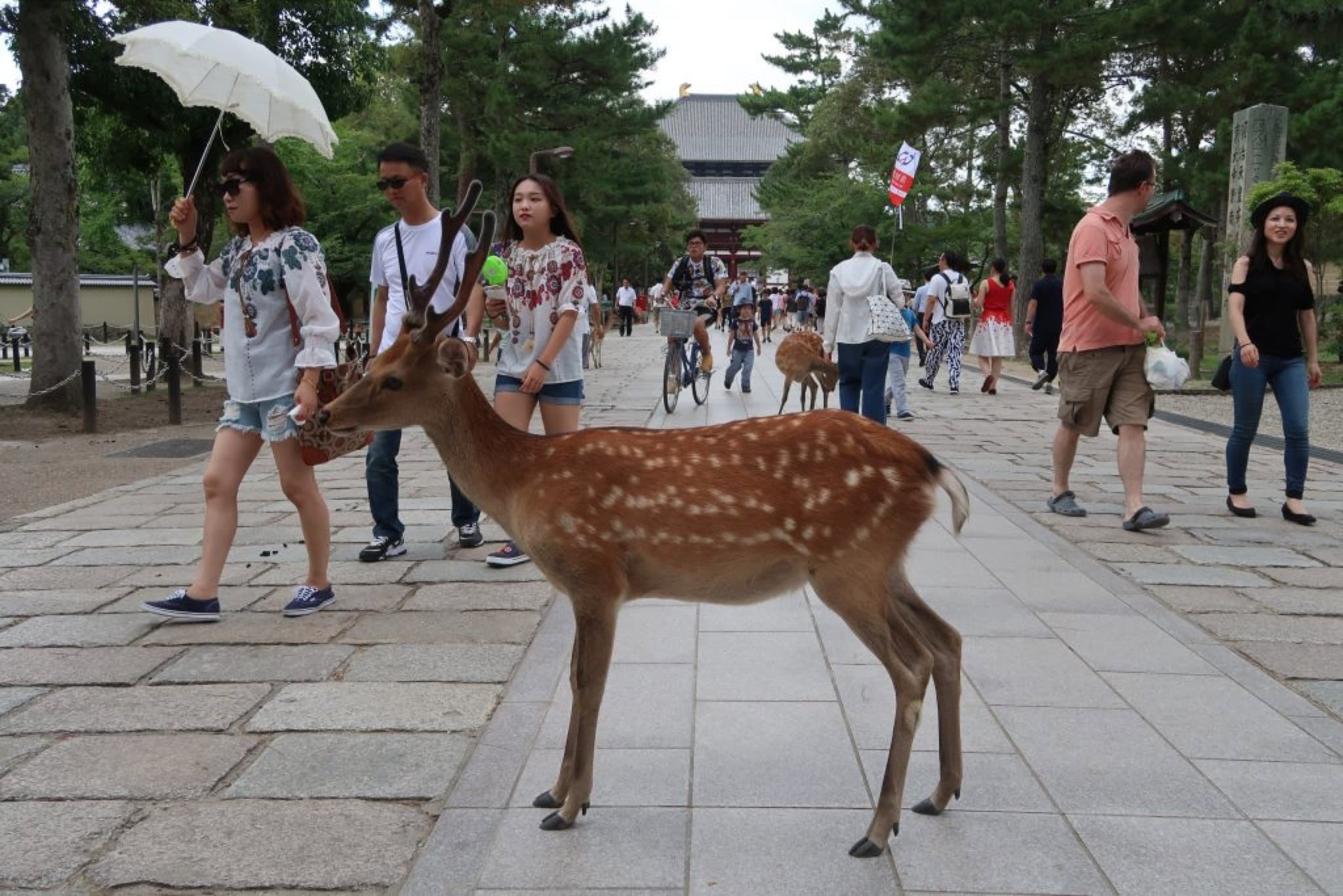 nara