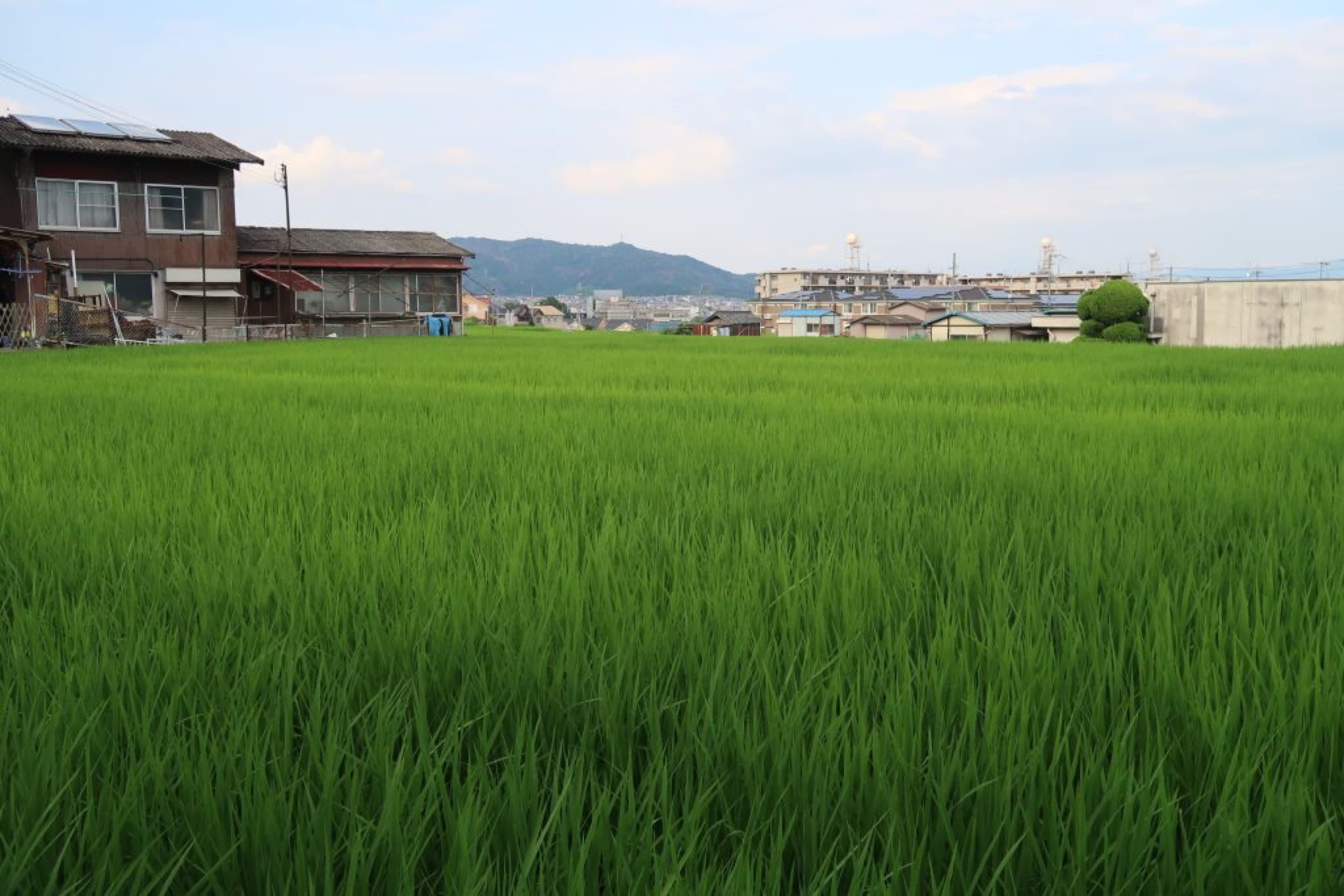 nara tatsuta