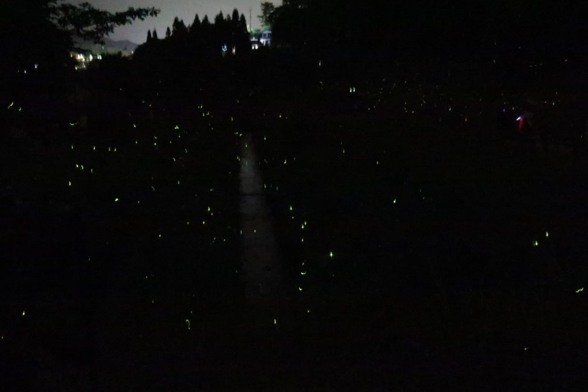 japon lucioles