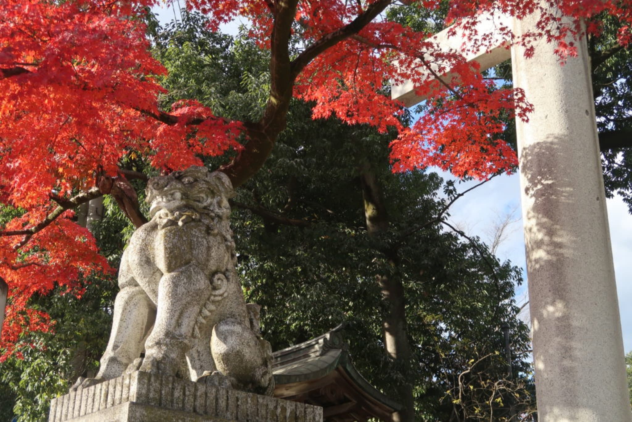 automne chichibu