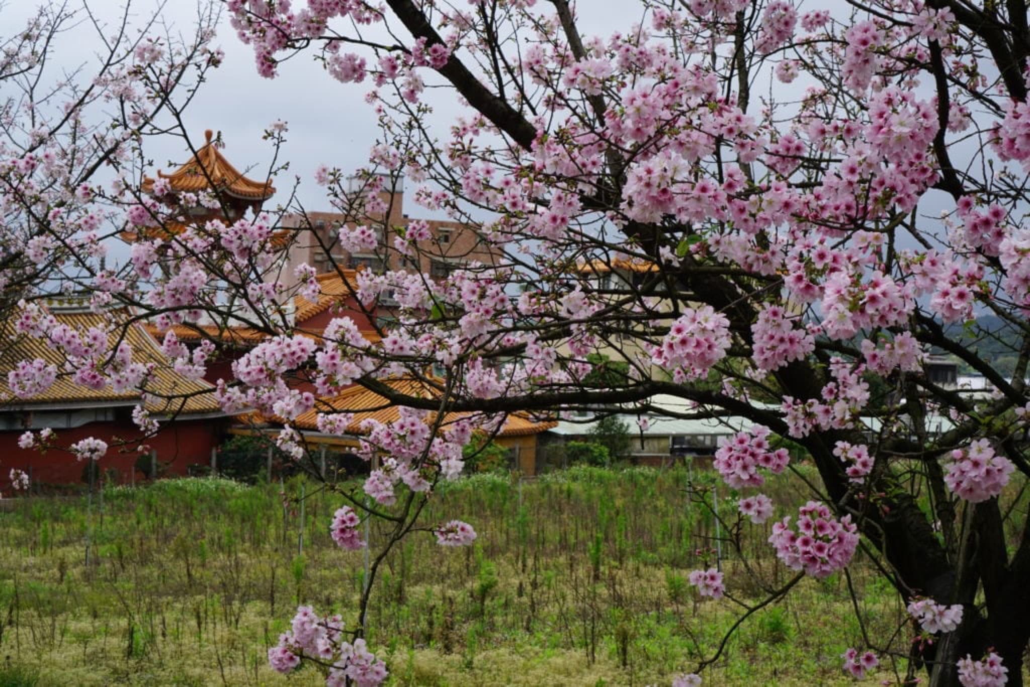 tianyuan
