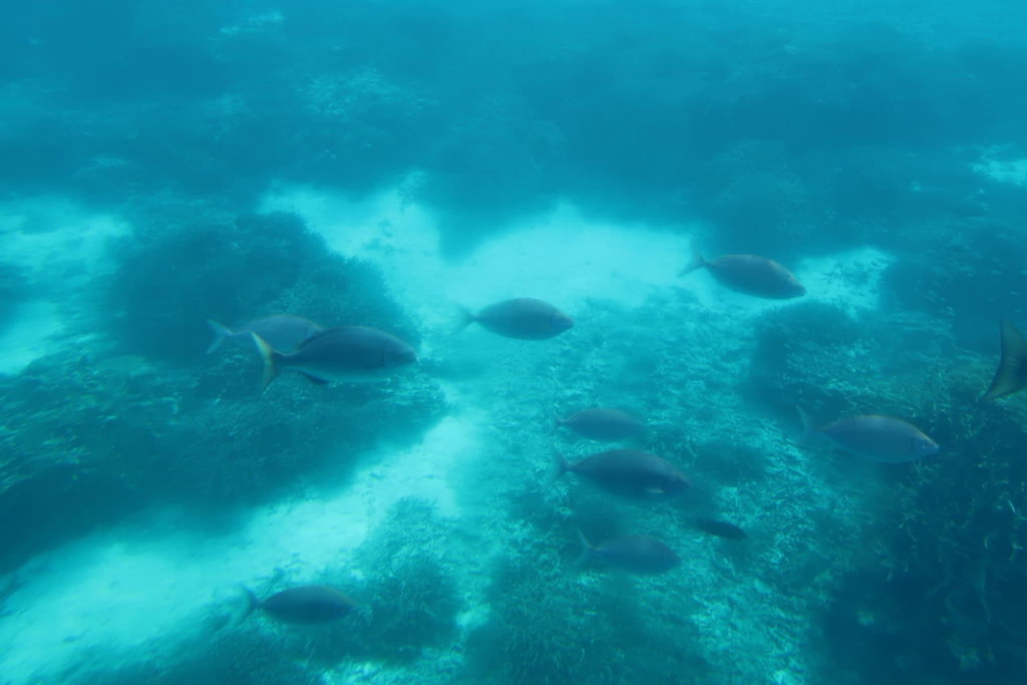 miyakojima plongée
