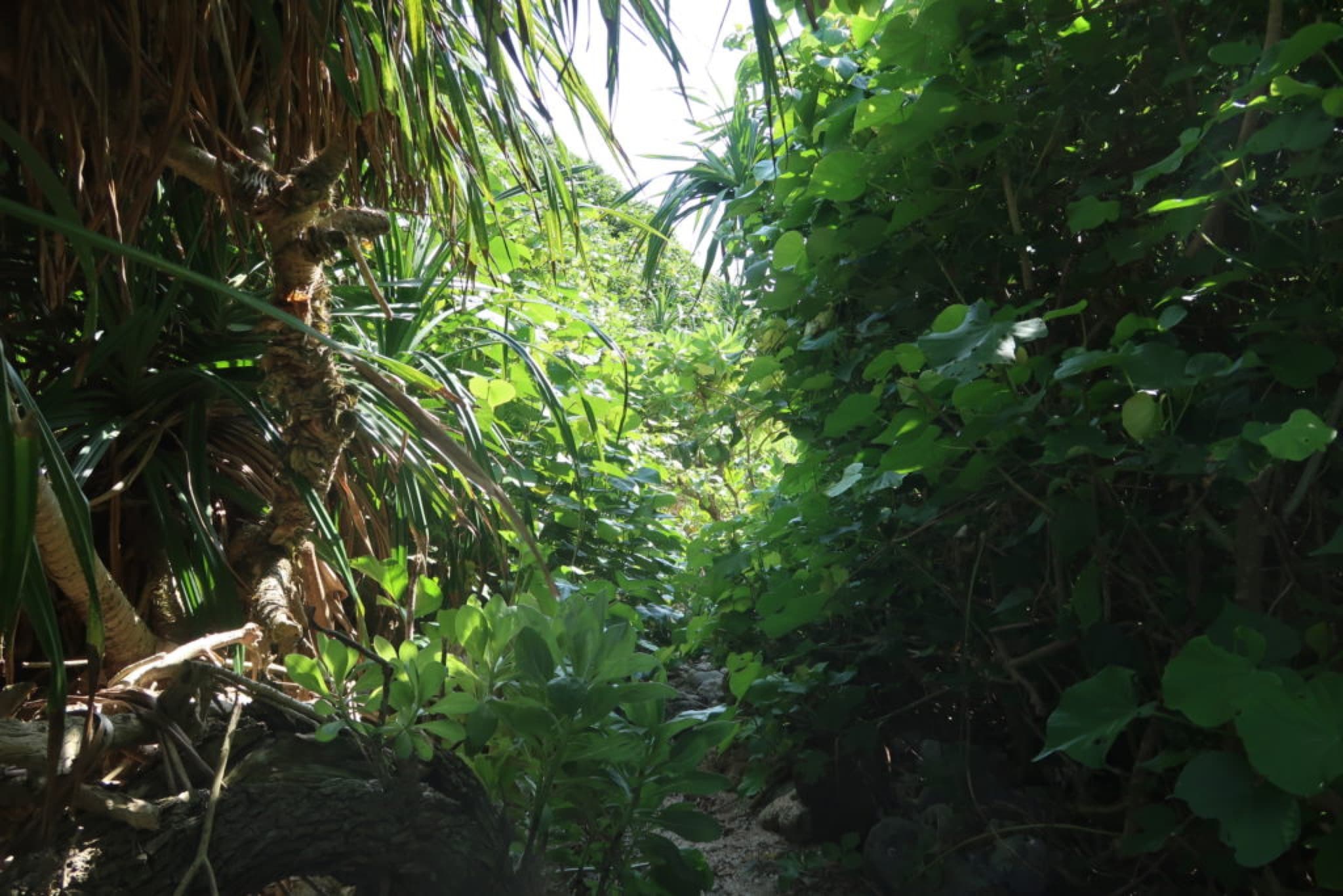 miyakojima jungle