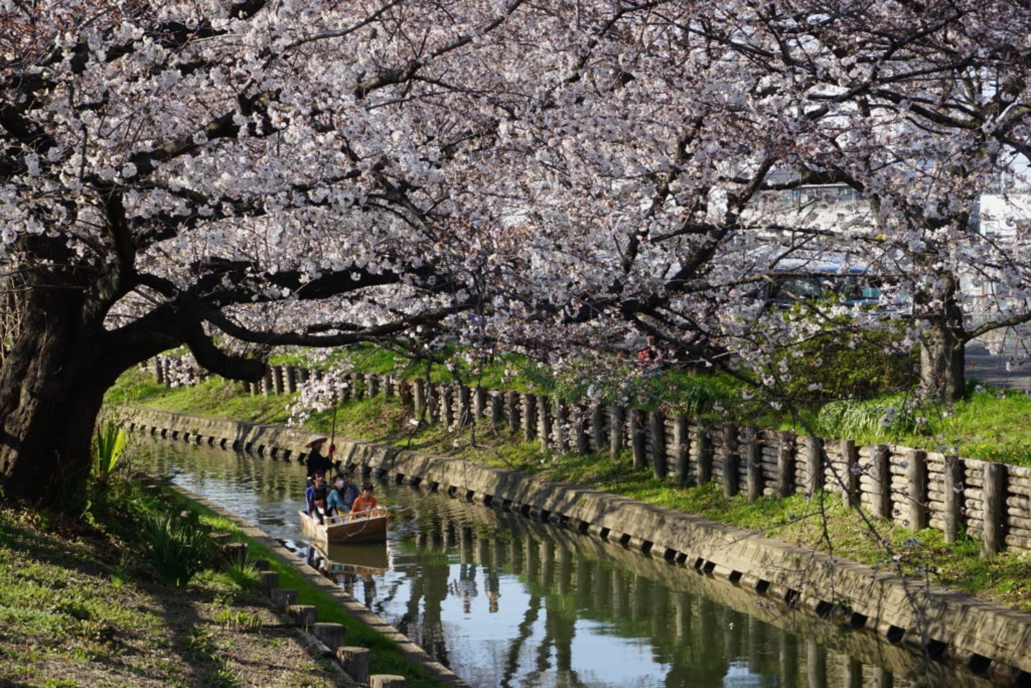 kawagoe sakura
