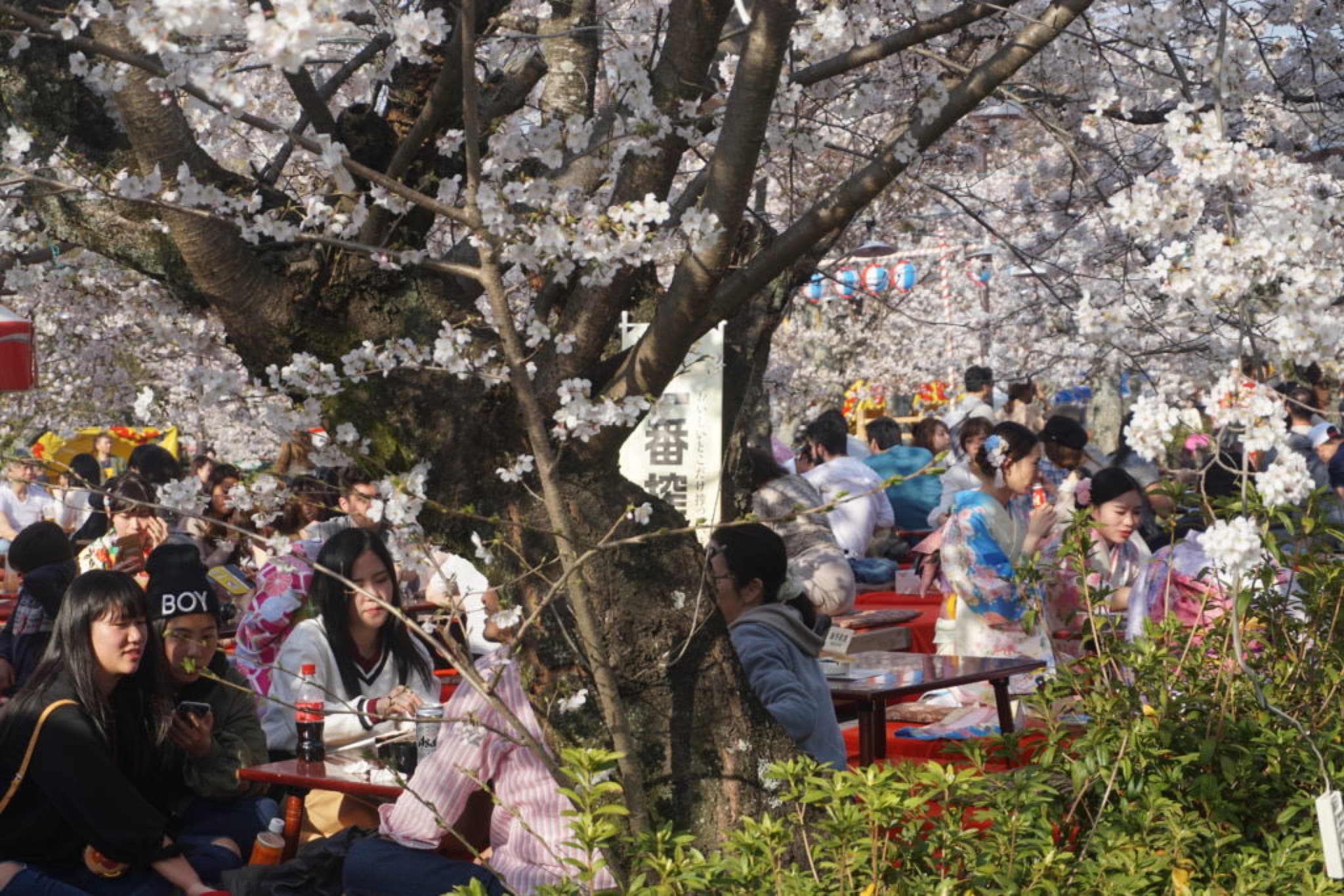 kyoto hanami
