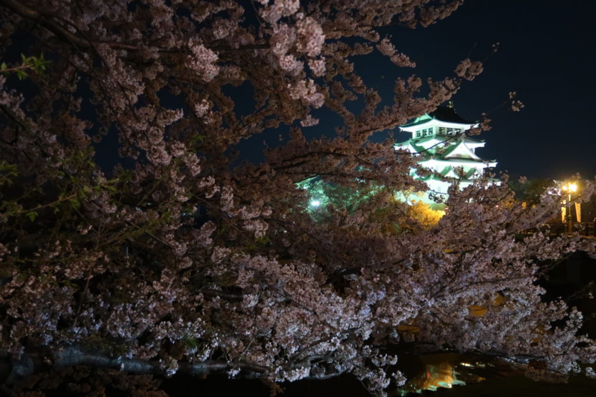 ogaki sakura