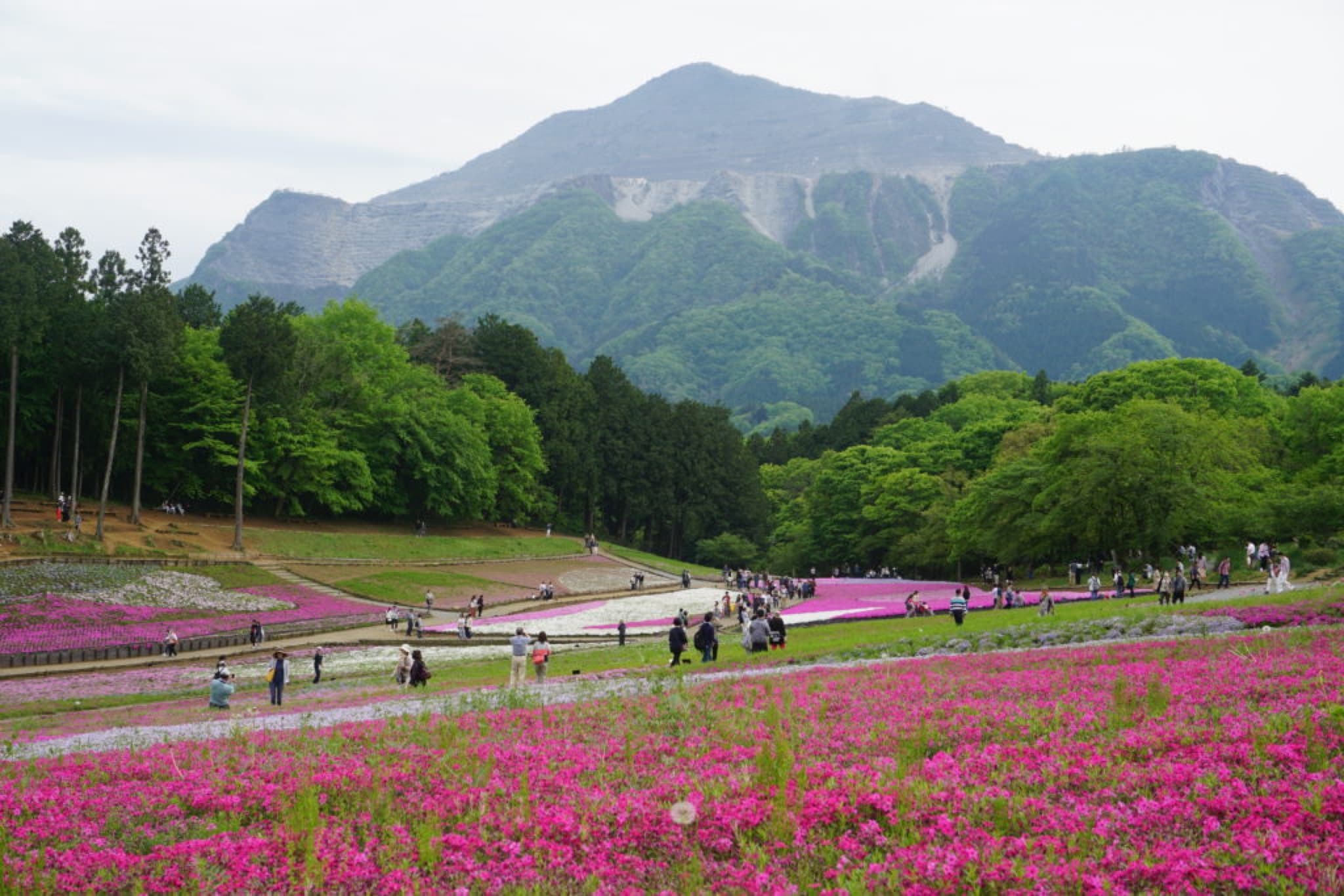 chichibu shibazakura