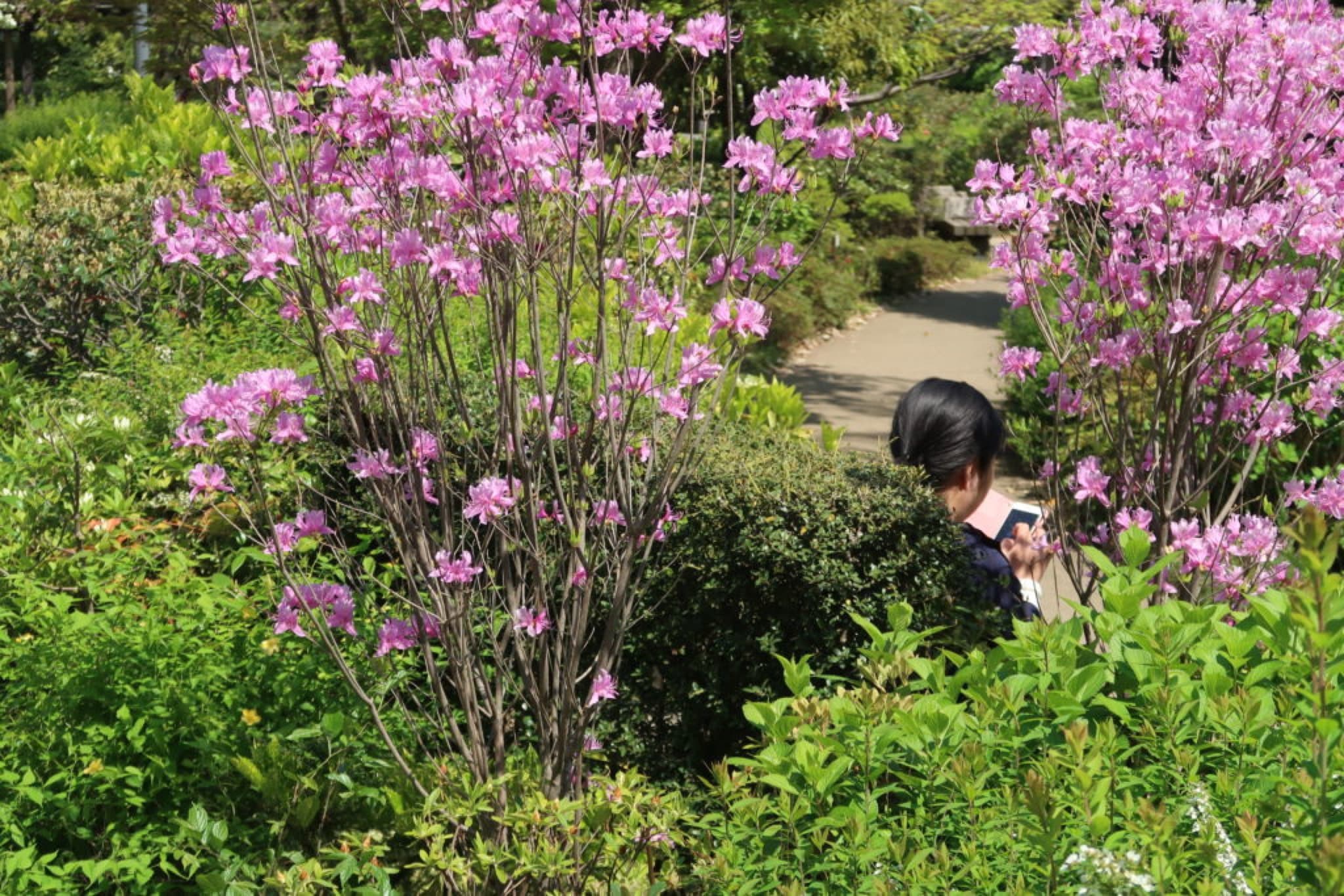 hinokicho parc