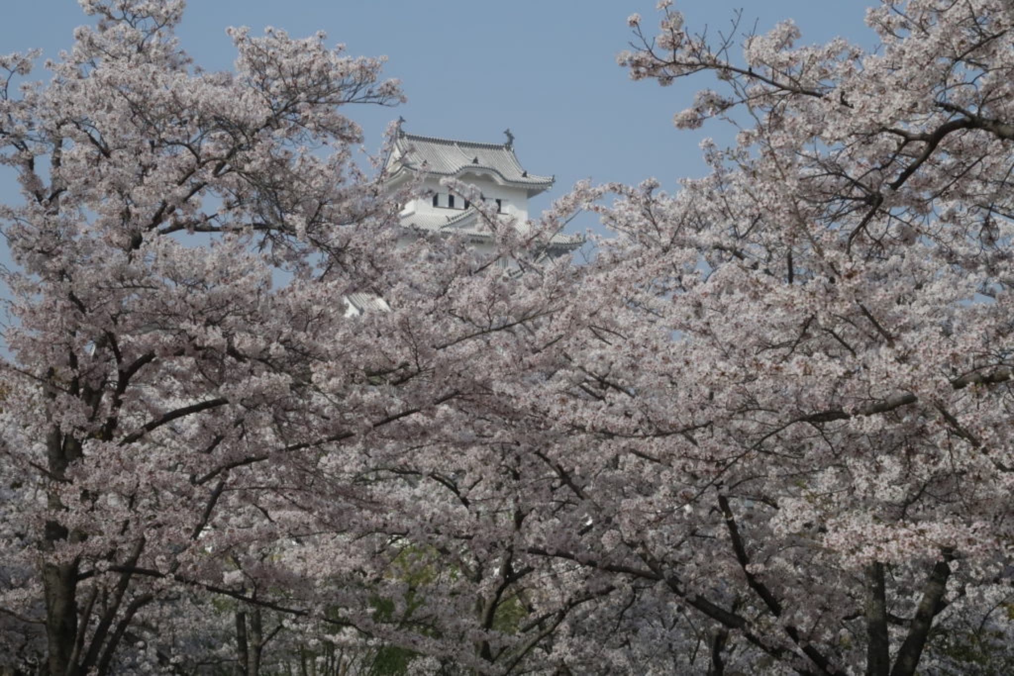 chateau himeji
