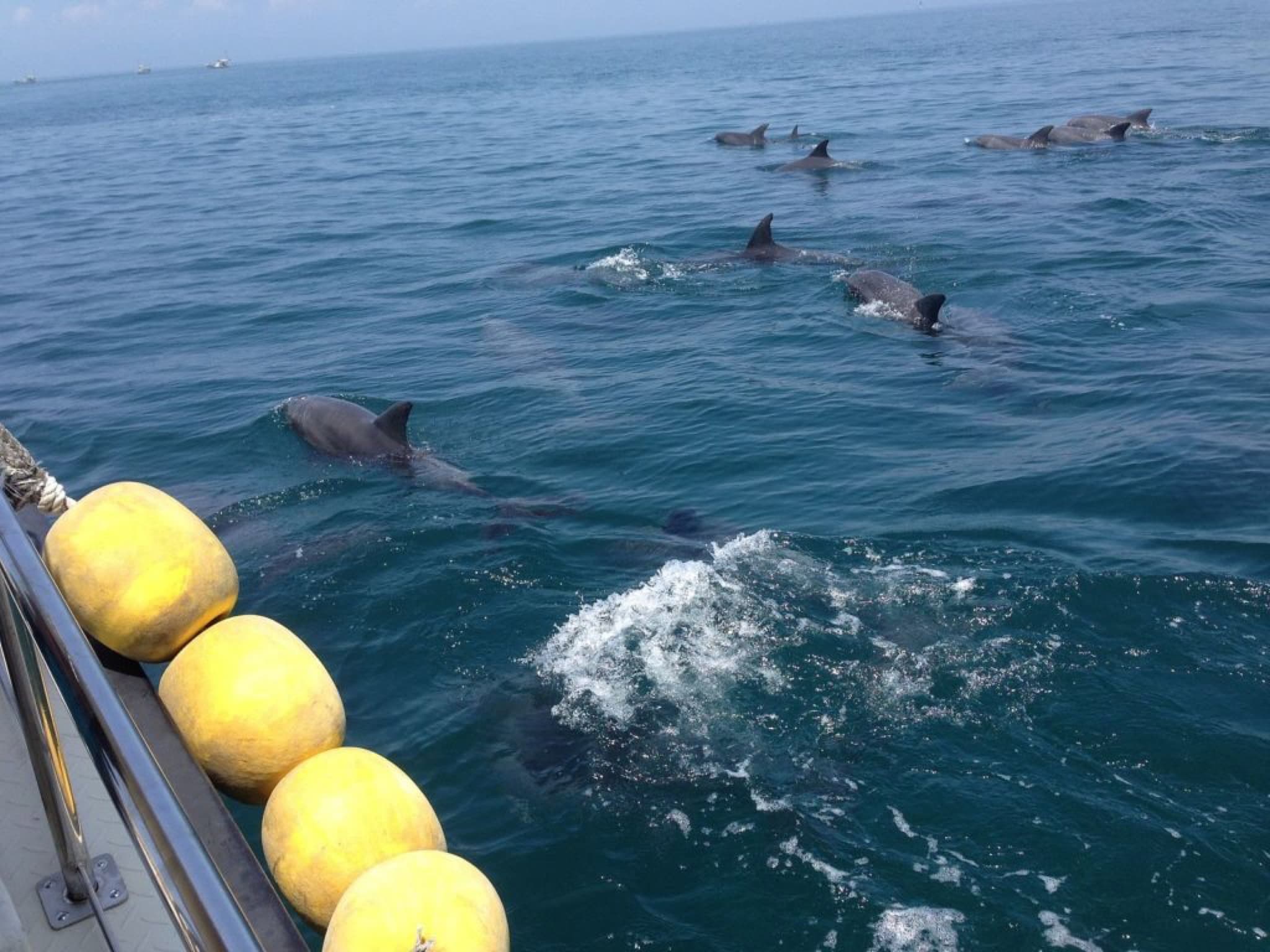 amakusa dauphins