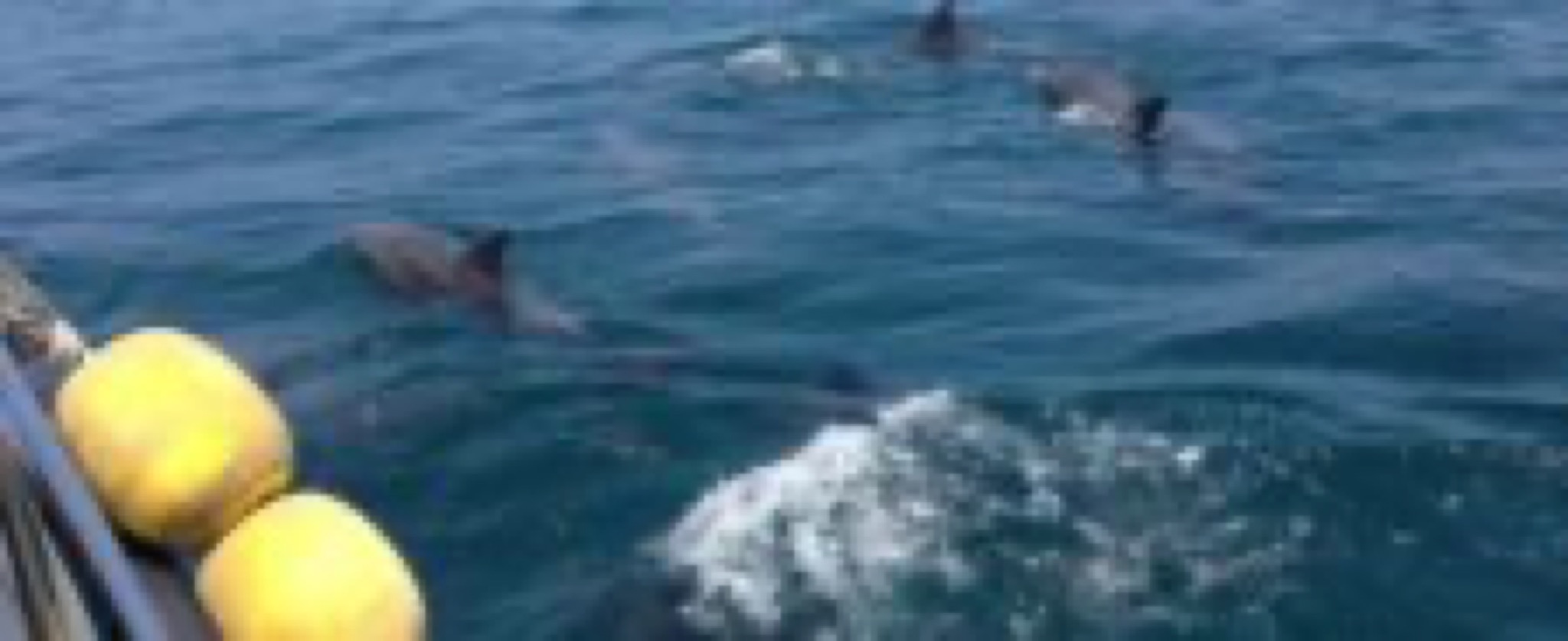 amakusa dauphins