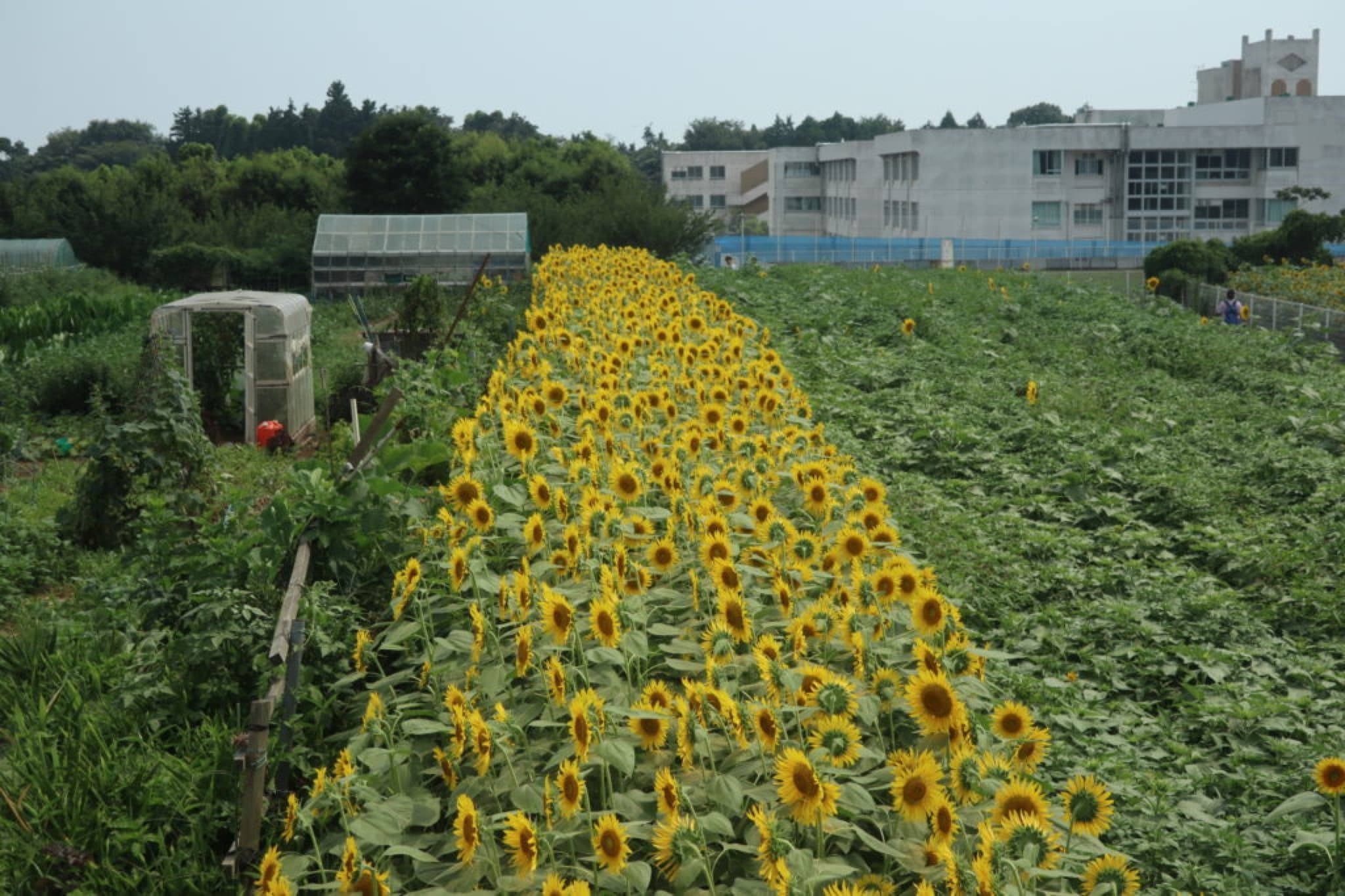 tournesols plantation