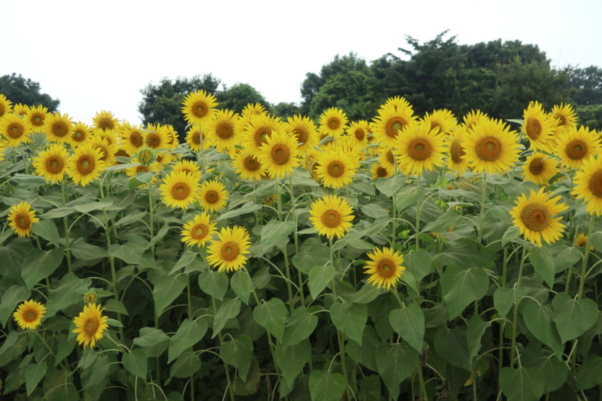 tournesols japon