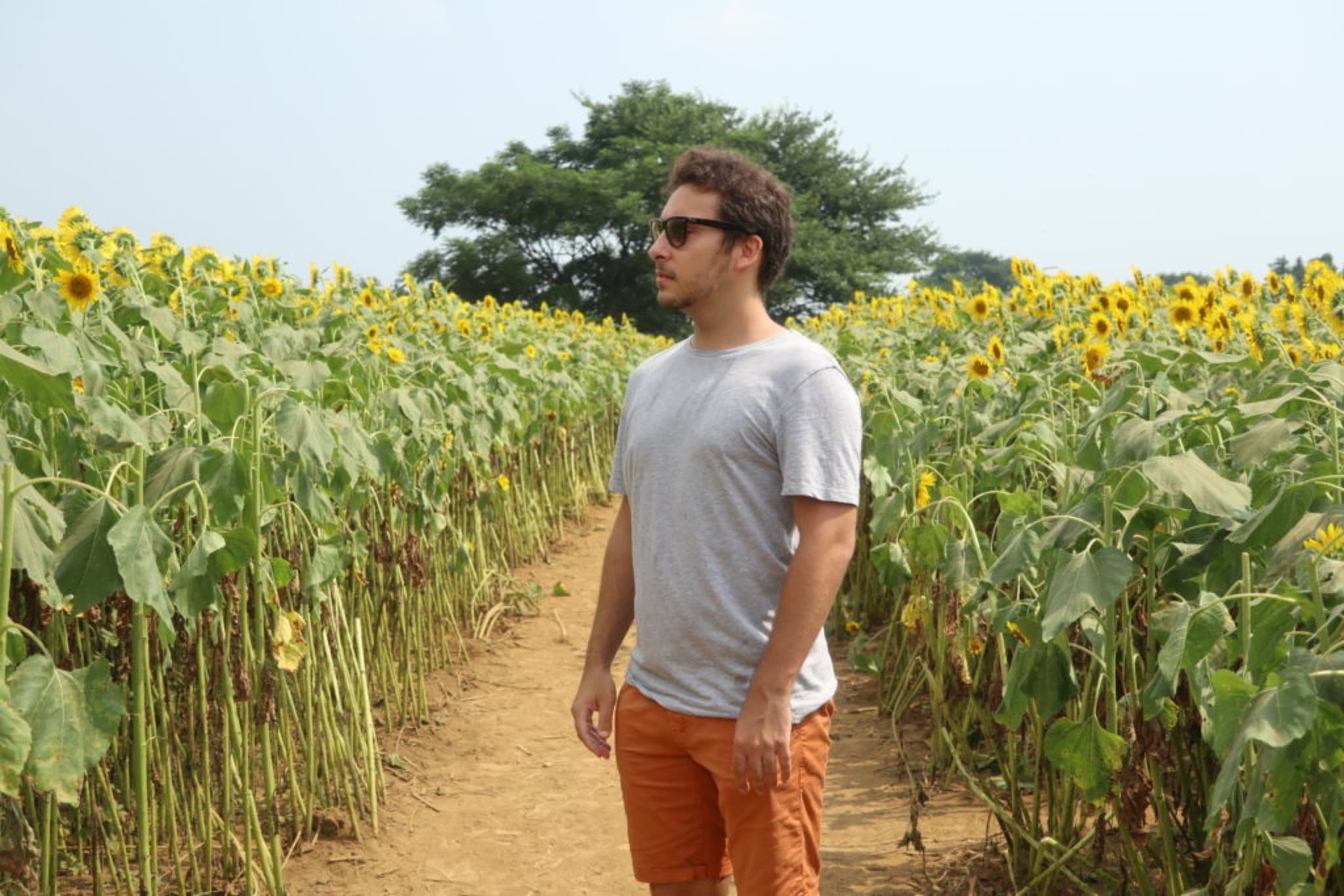 samurai tournesol