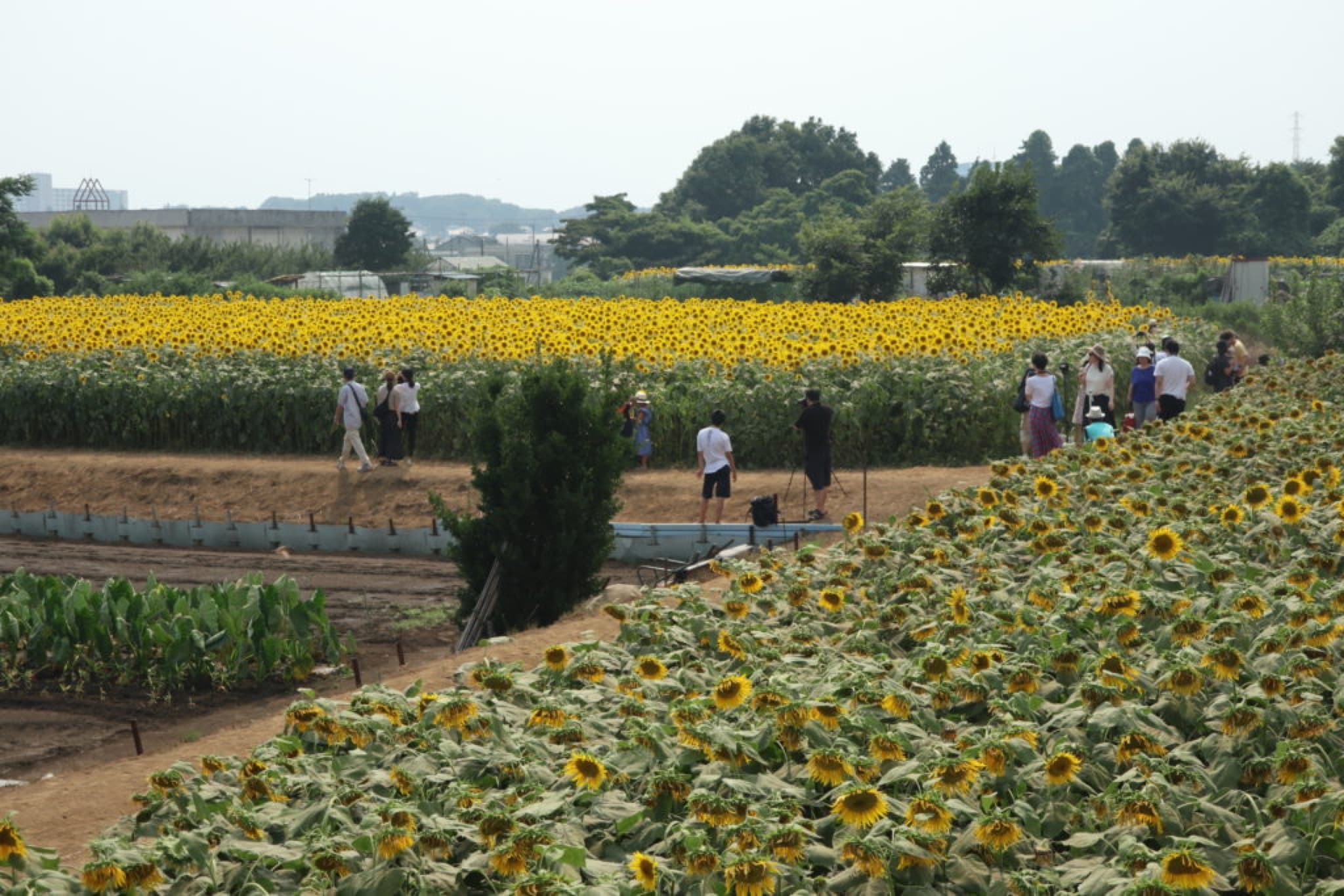 tournesols