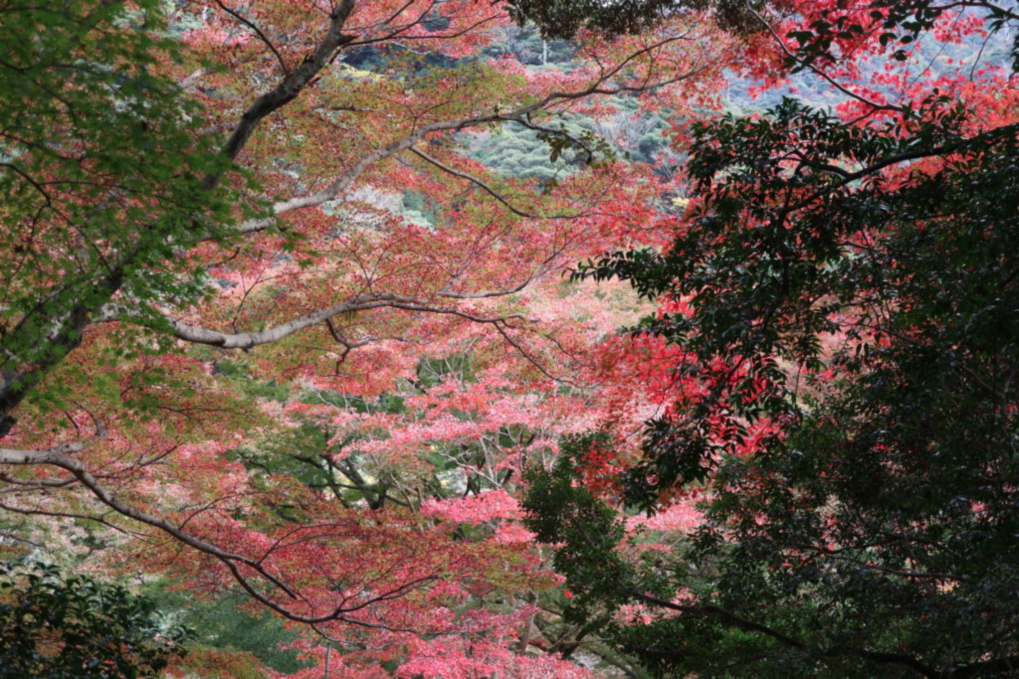 gakuenji