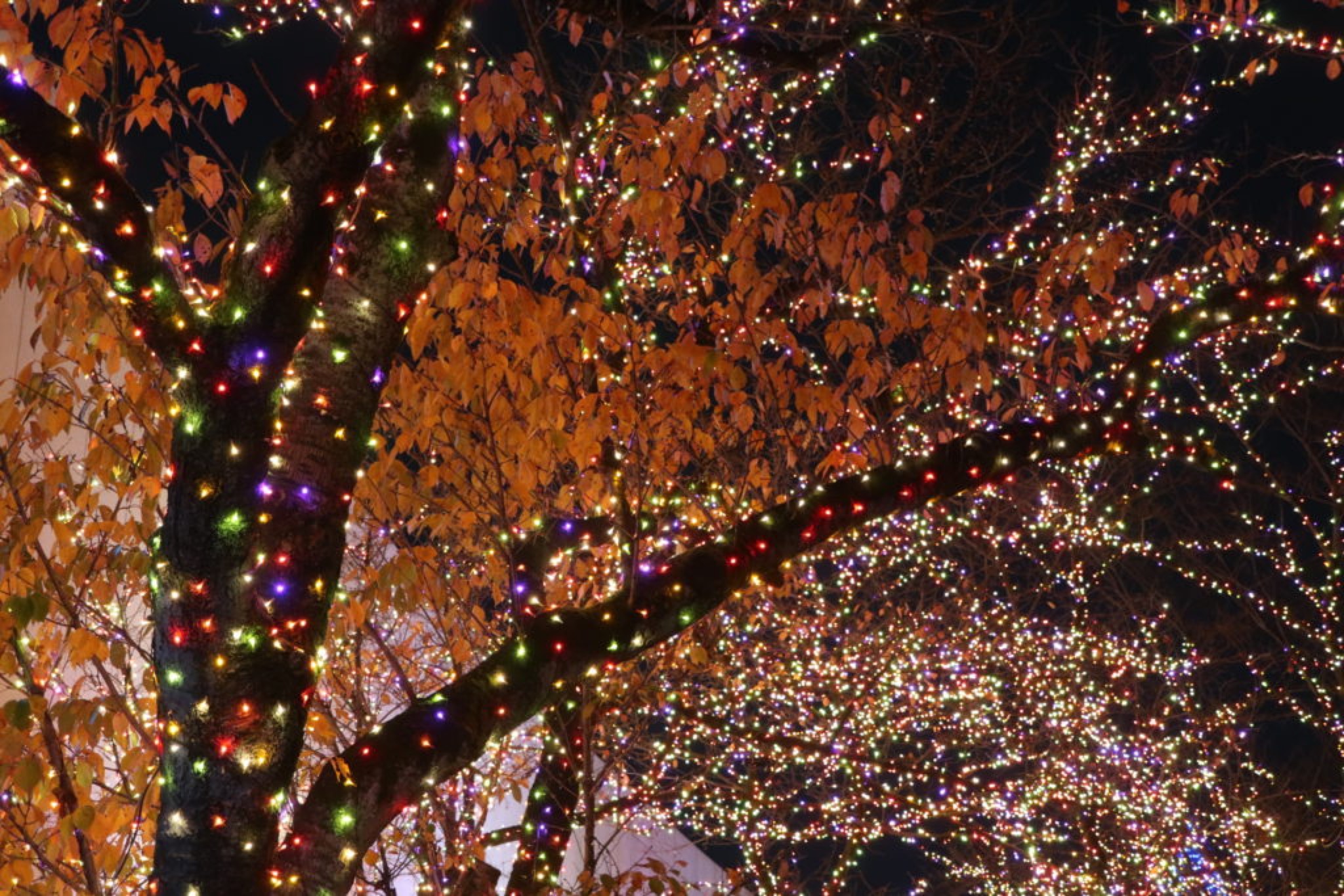 momiji illuminations