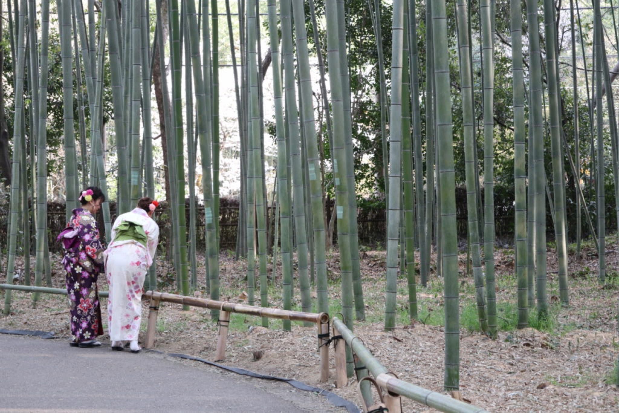 arashiyama forêt de bambous