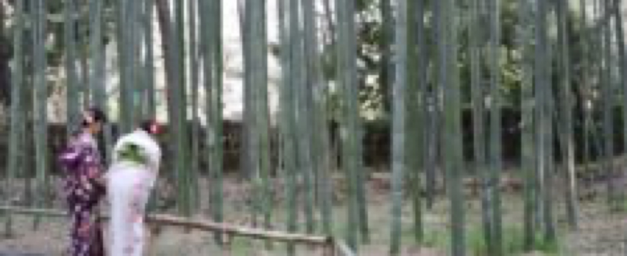 arashiyama bambou