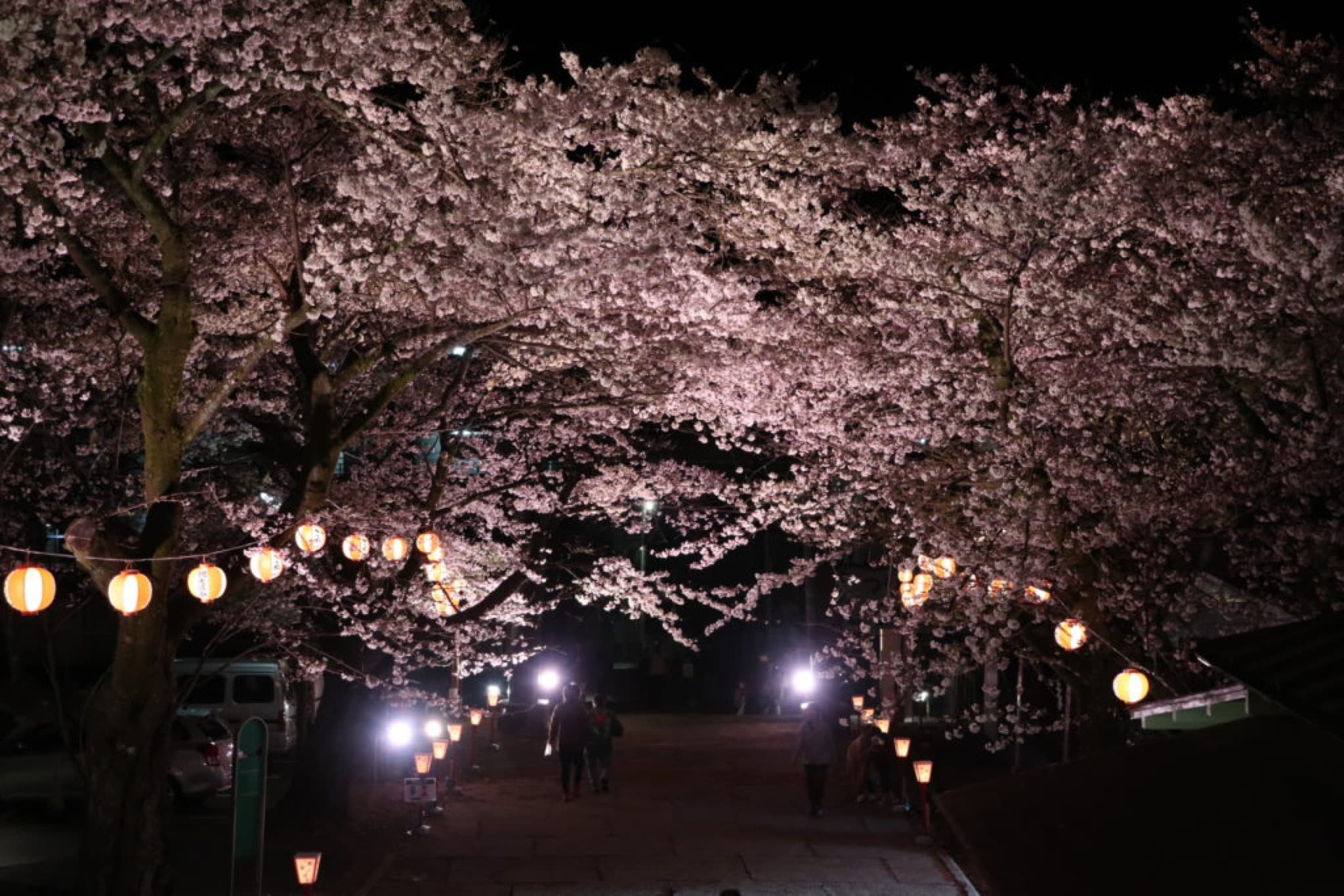 sakura illuminations