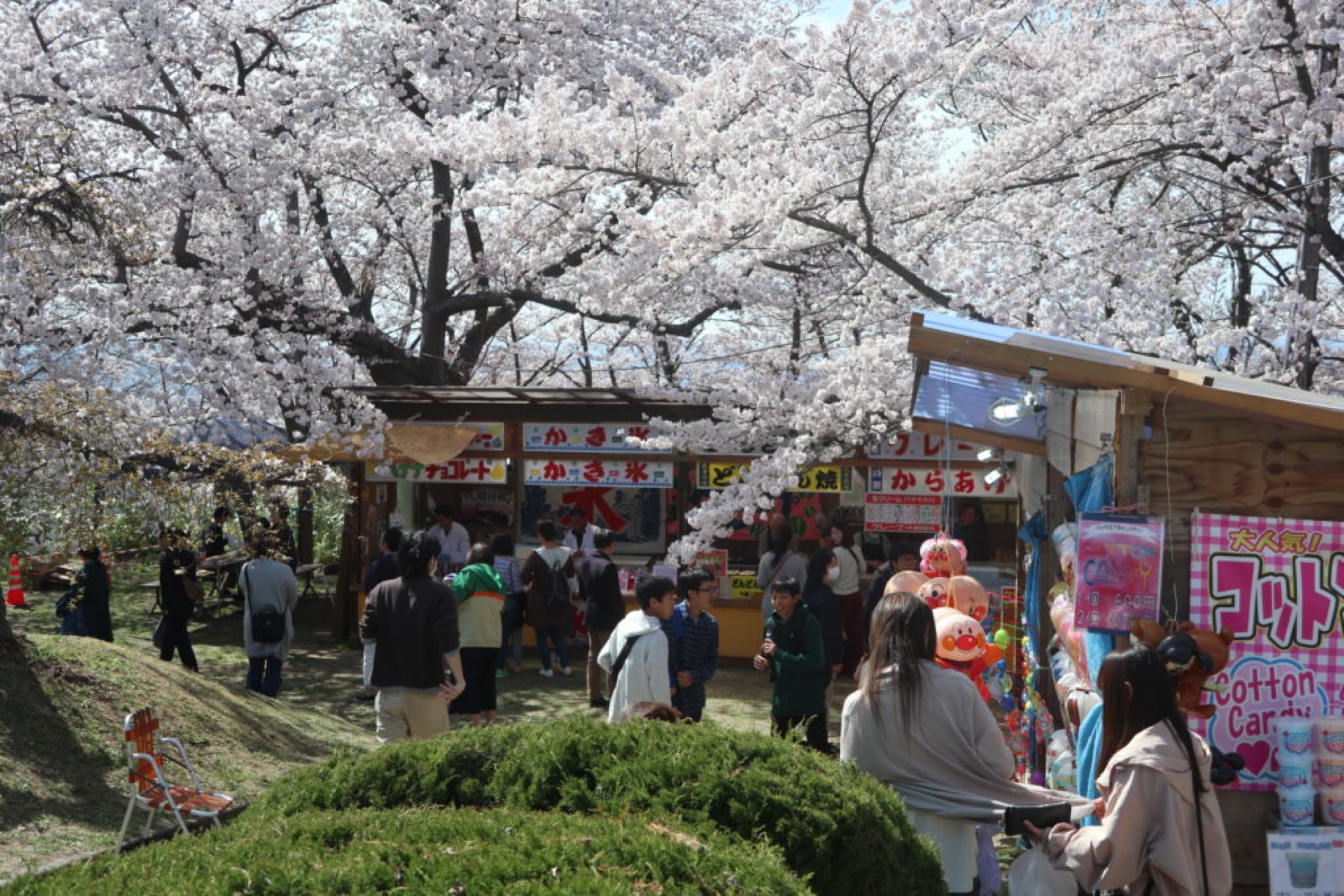 tendo sakura