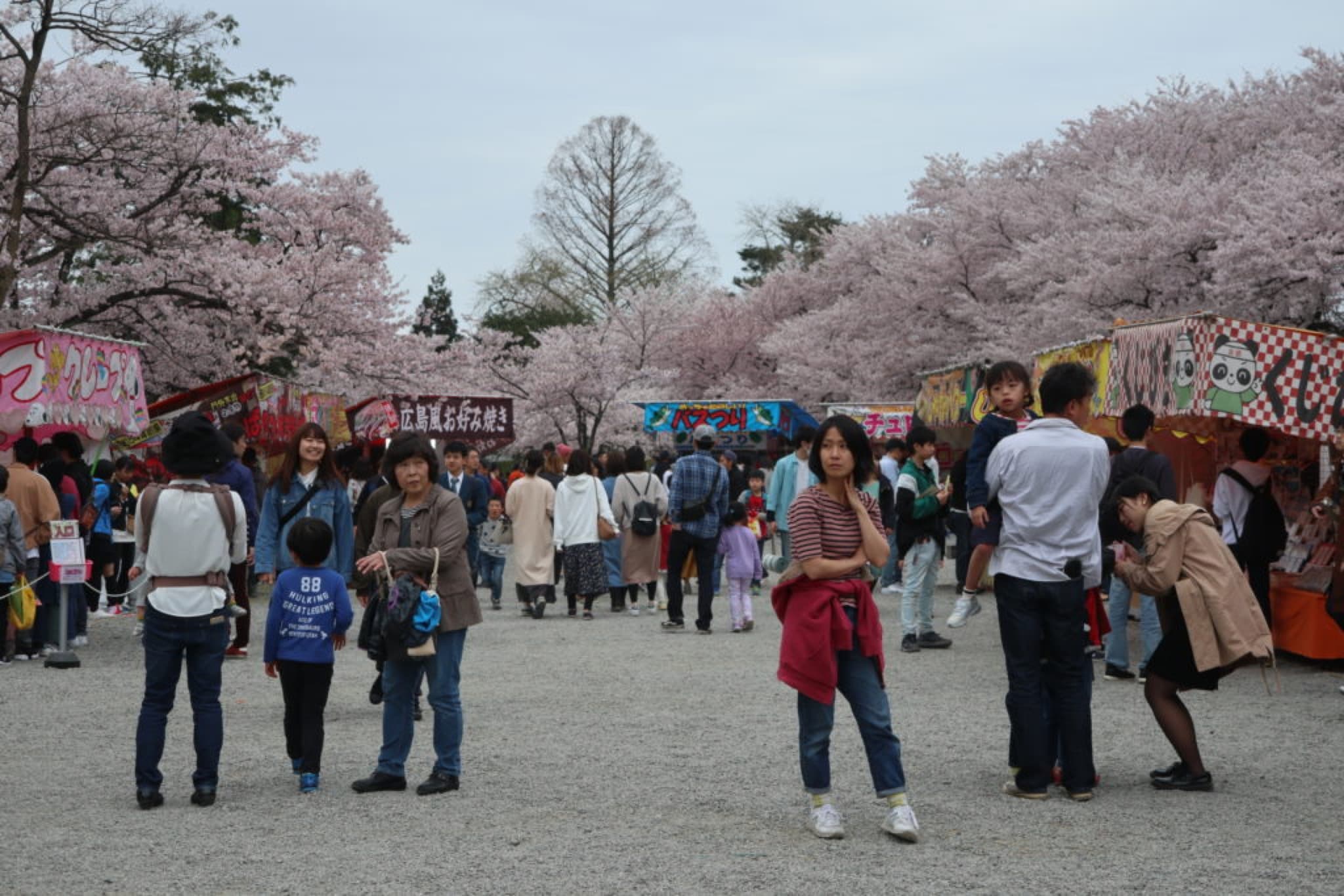 tsuruoka sakura matsuri