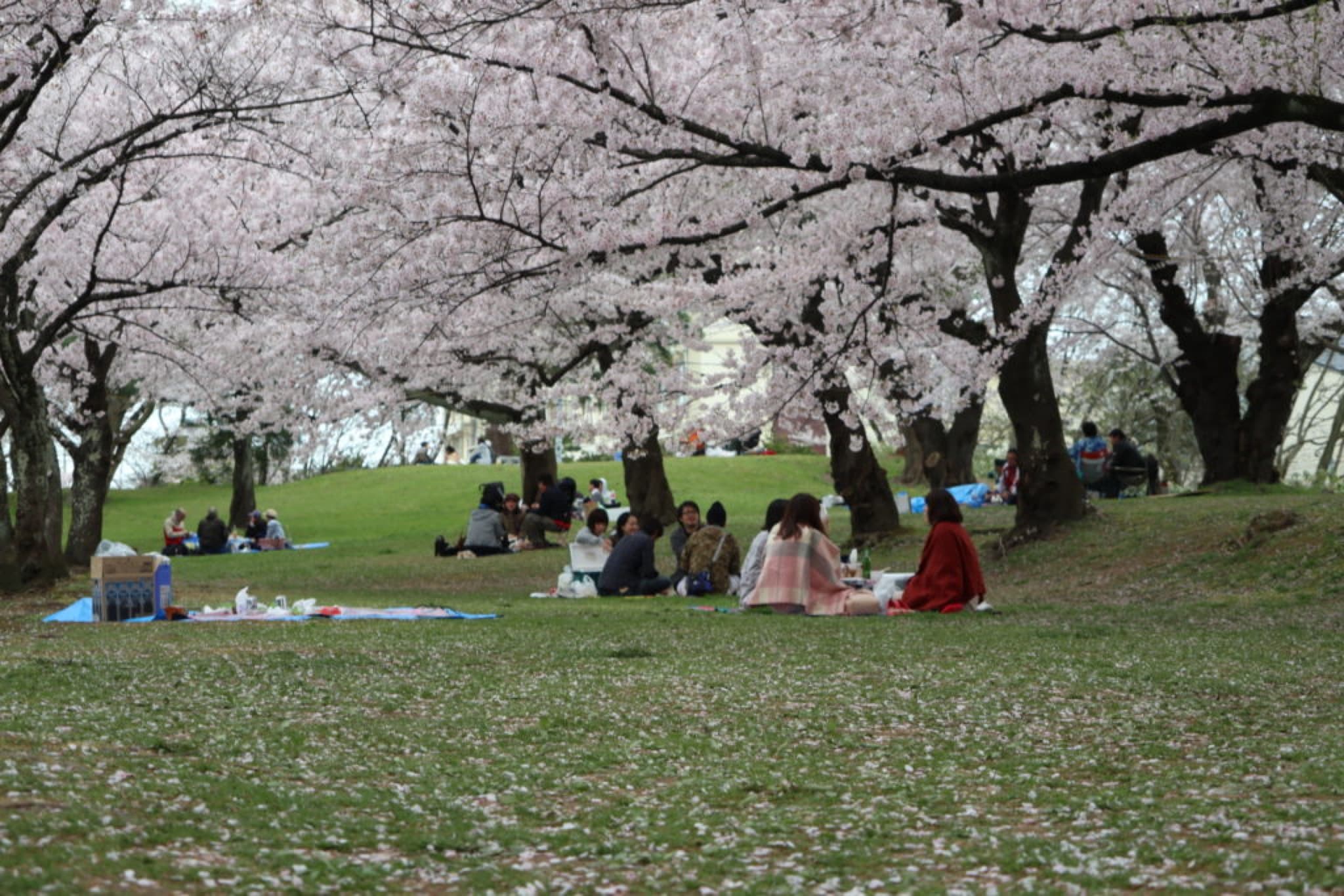 tsuruoka hanami