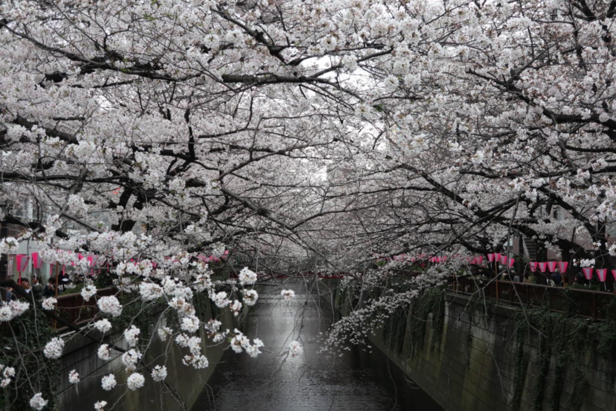 meguro sakura