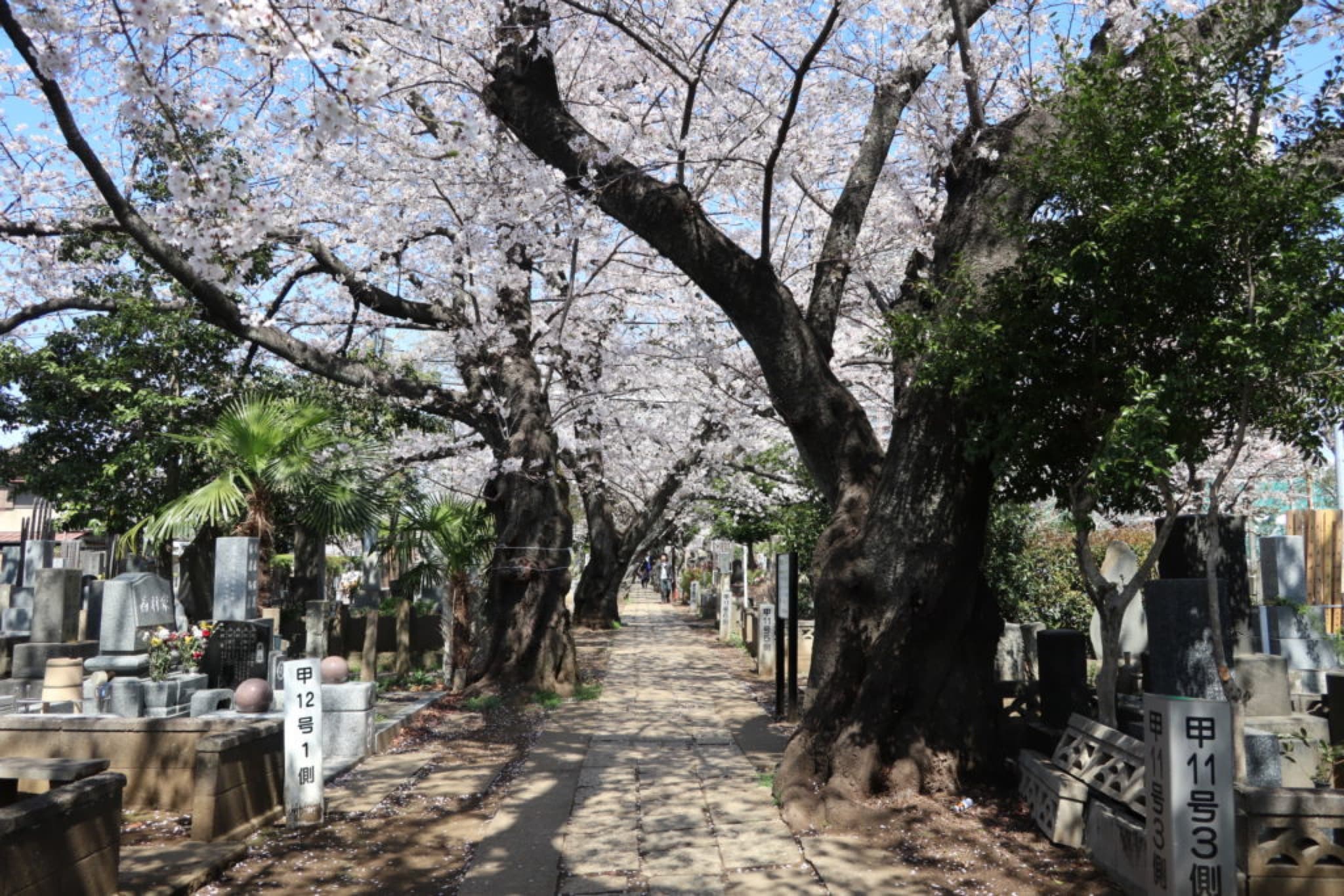 tokyo sakura