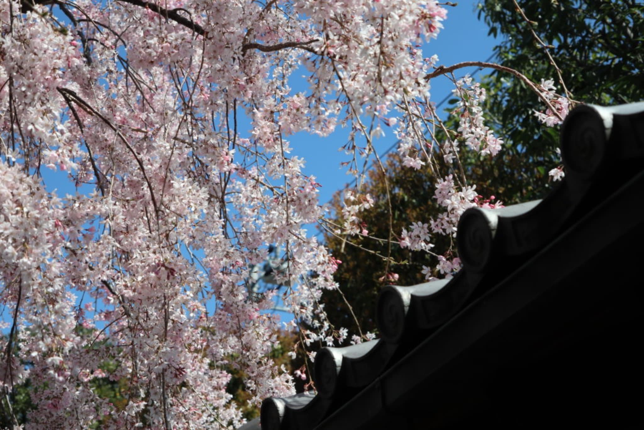 sakura japon