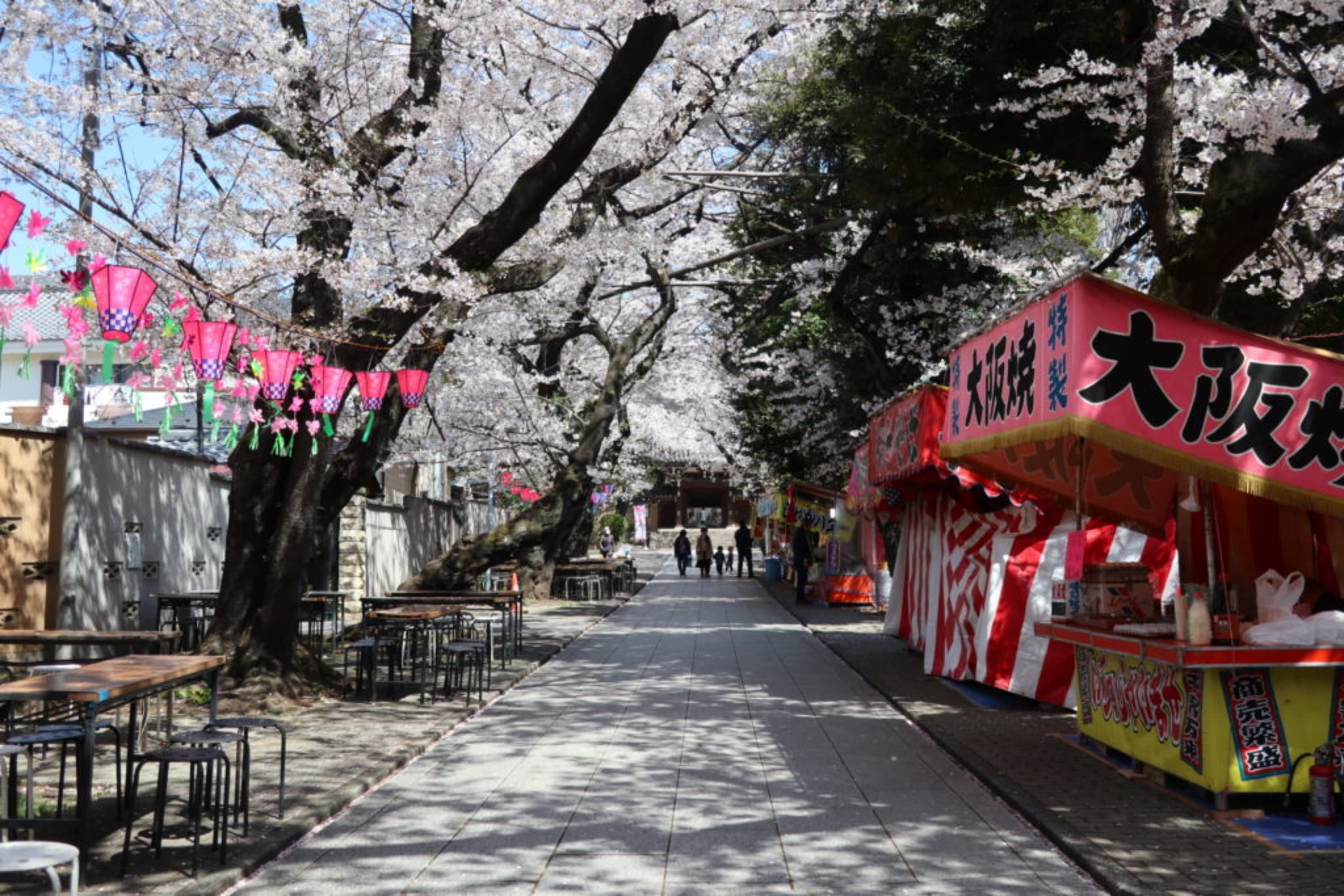 tokyo cerisiers