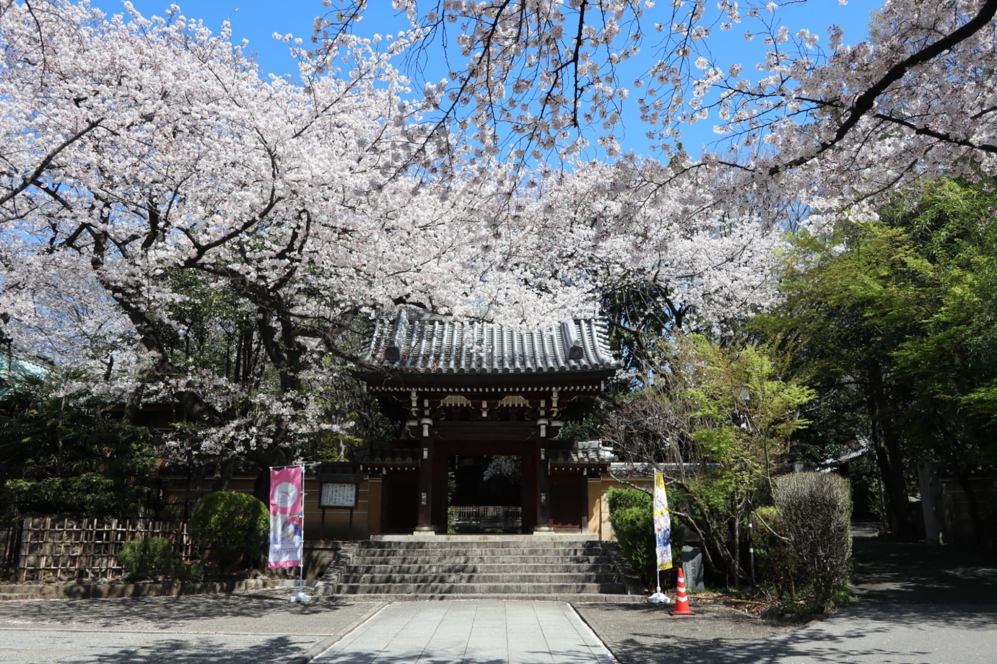 tokyo sakura
