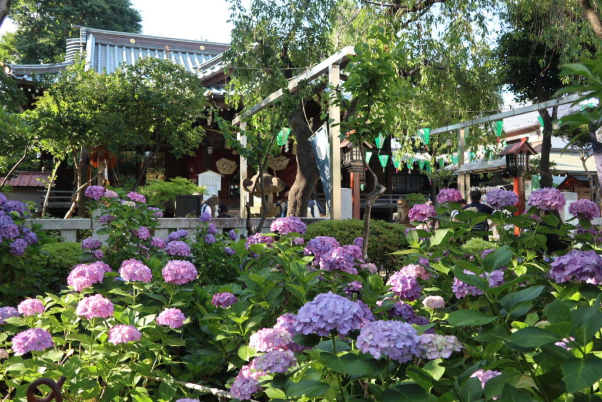 hakusan jinja