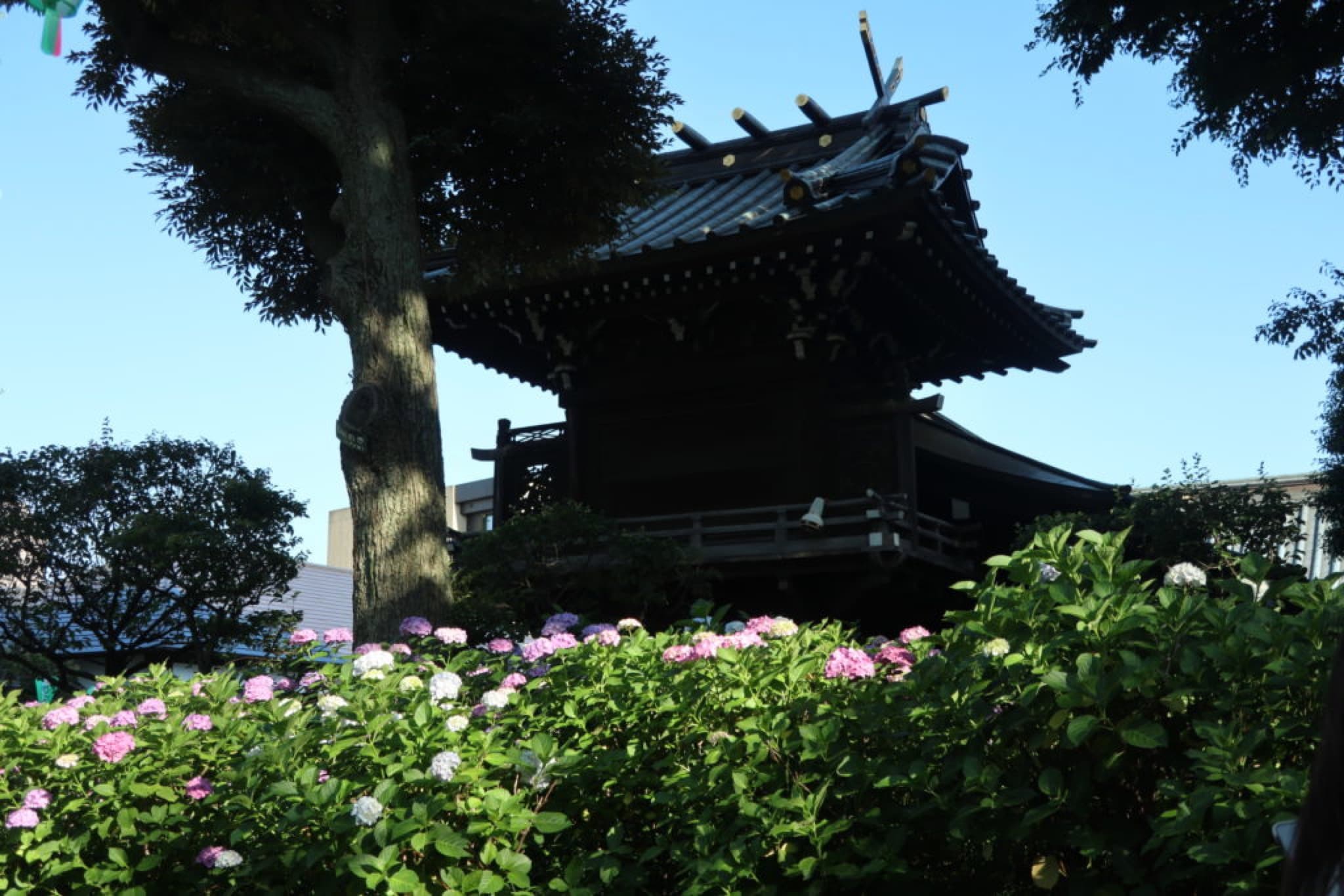 bunkyo ajisai matsuri