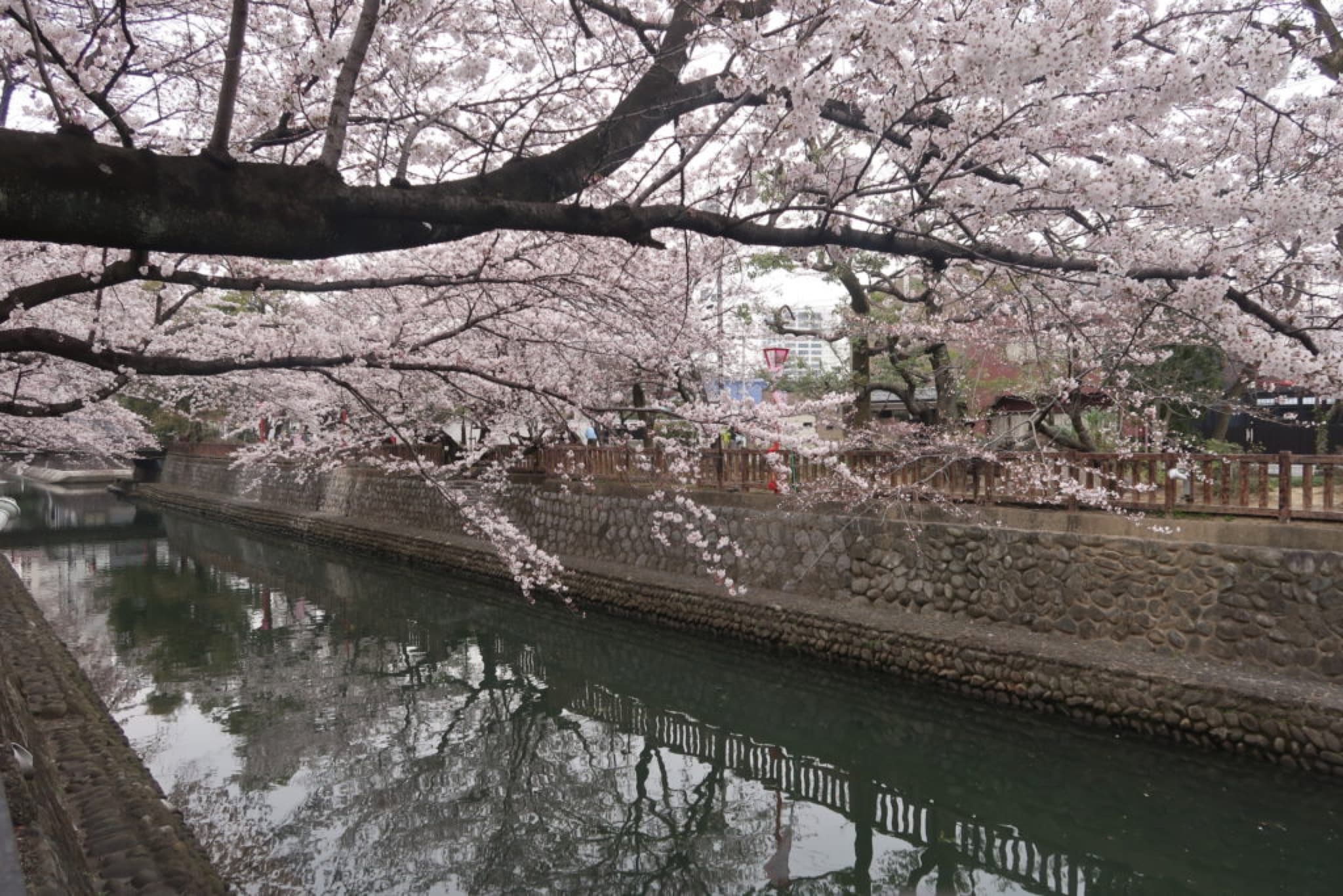 ogaki cerisiers