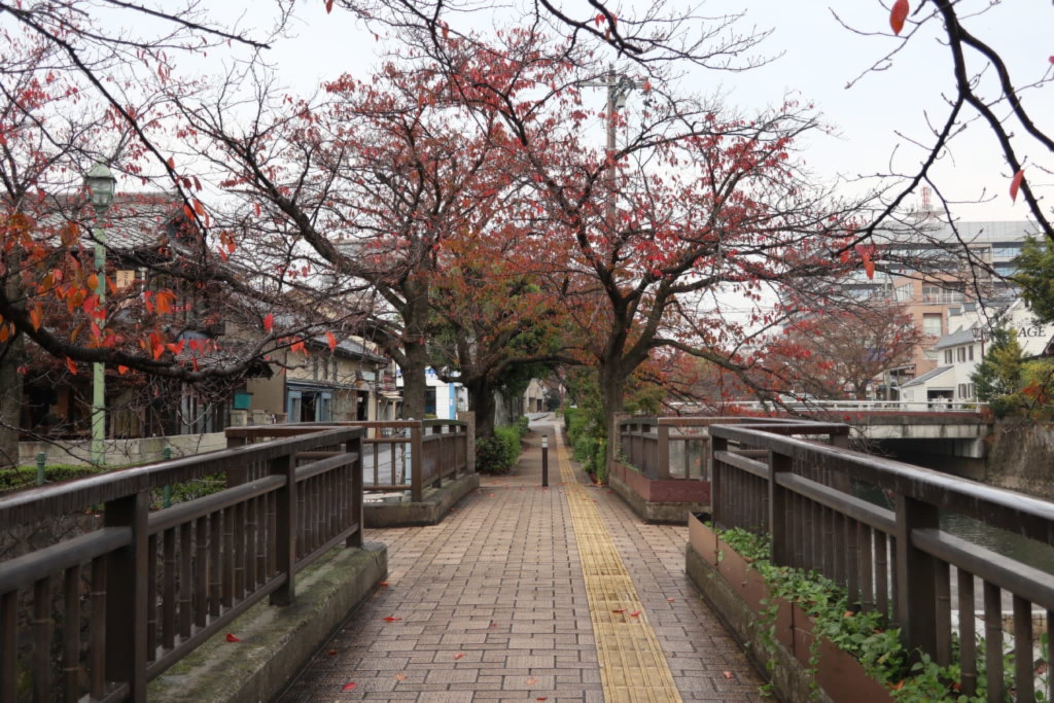 ogaki koe no katachi