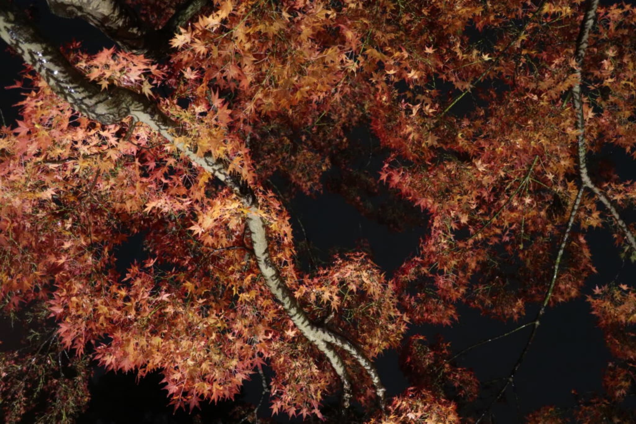 kairakuen automne
