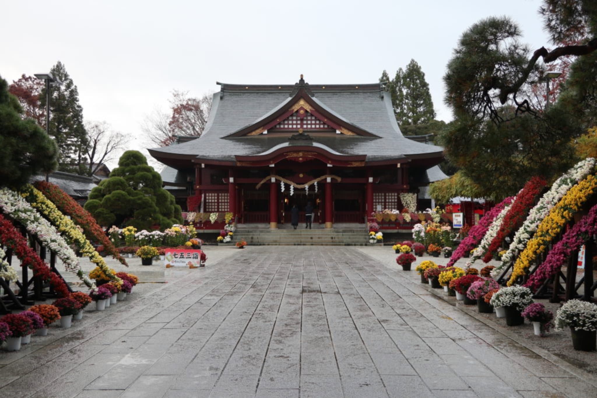 kiku matsuri