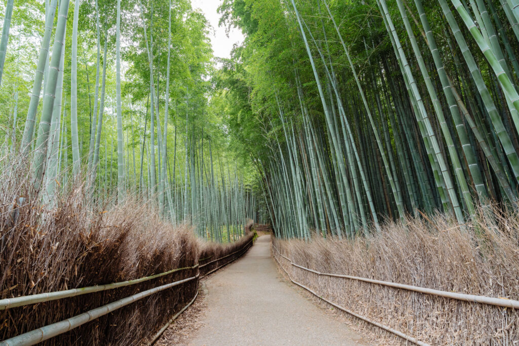 bambouseraie arashiyama