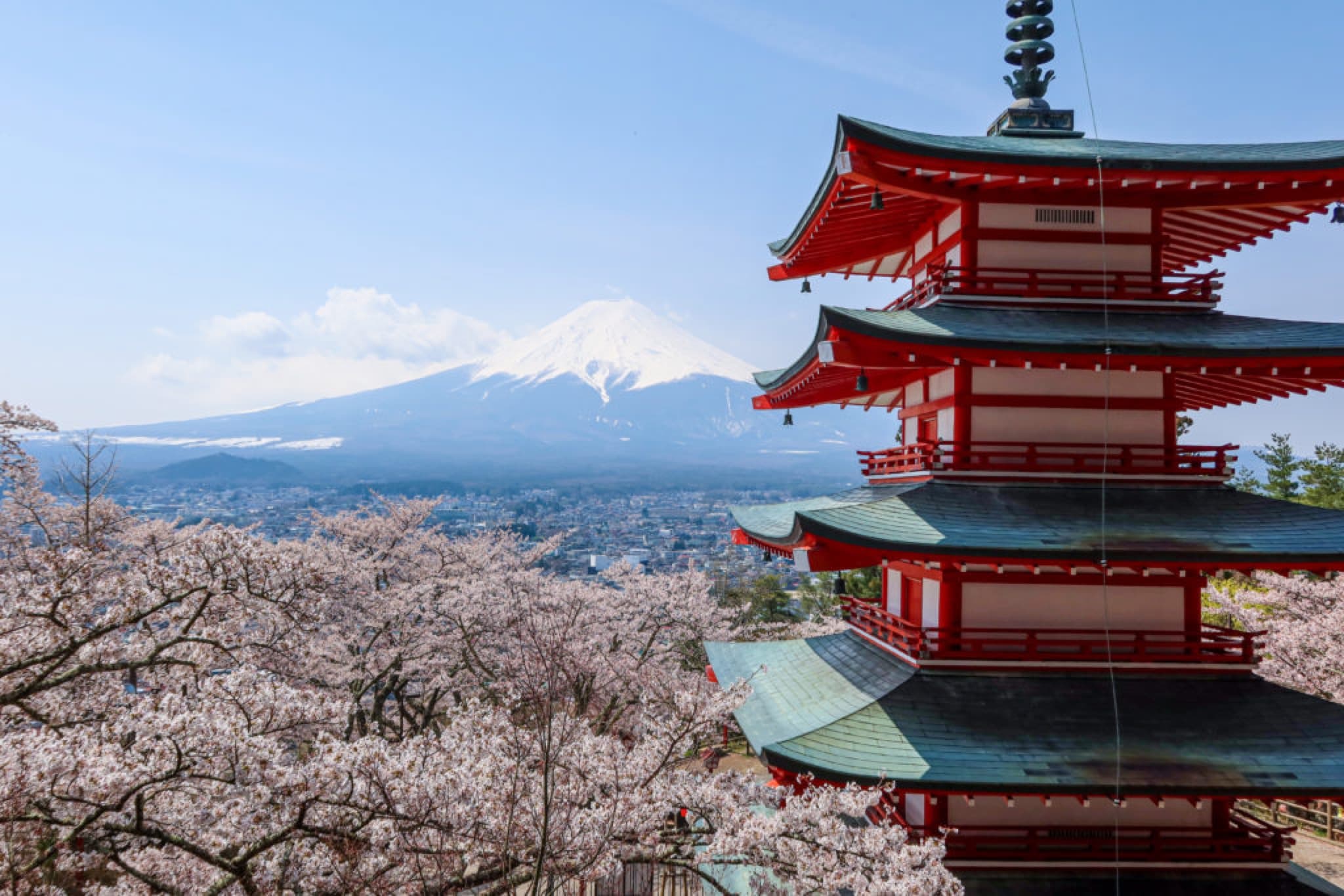 chureito sakura