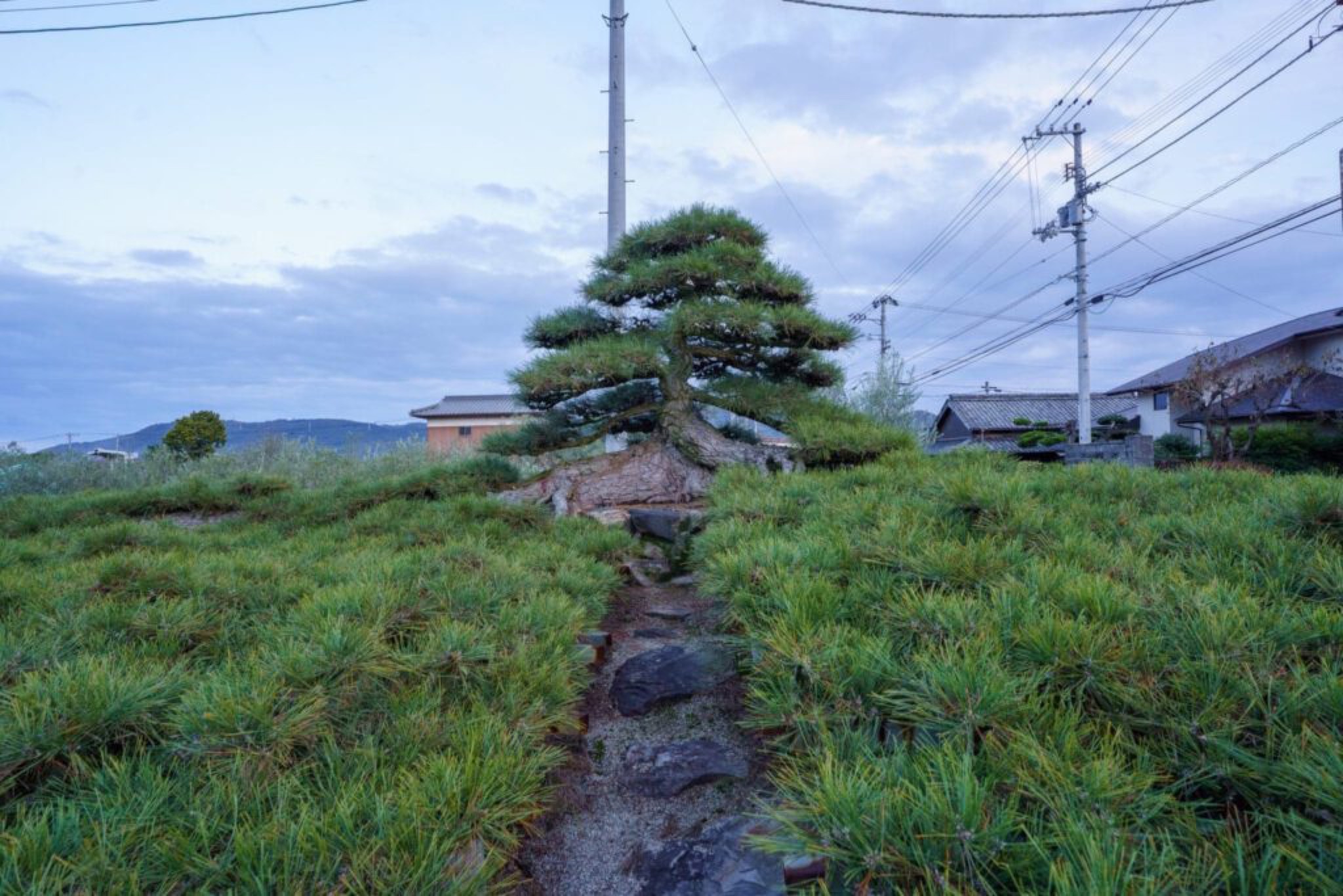 bonsai takamatsu