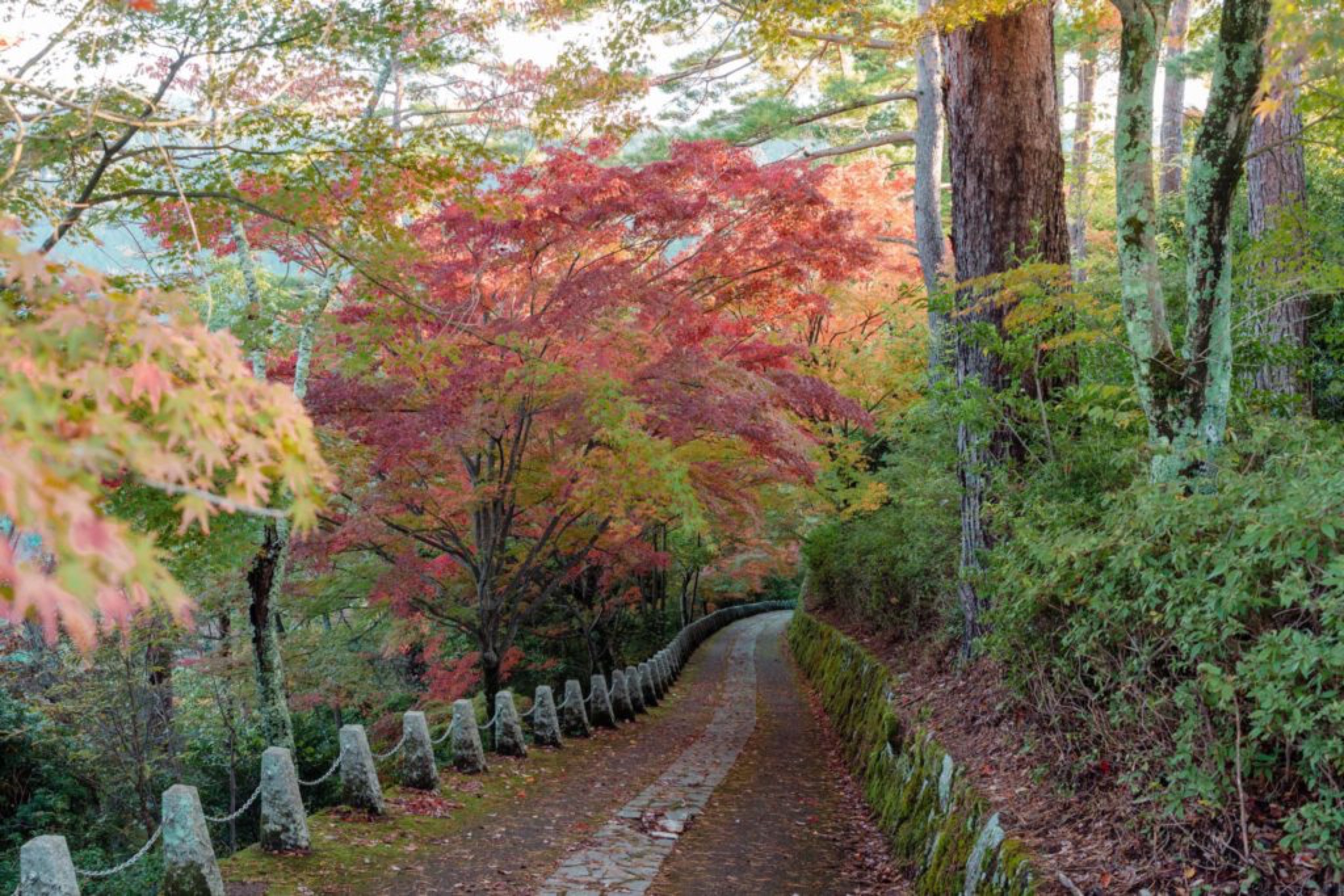 yoshinoyama automne