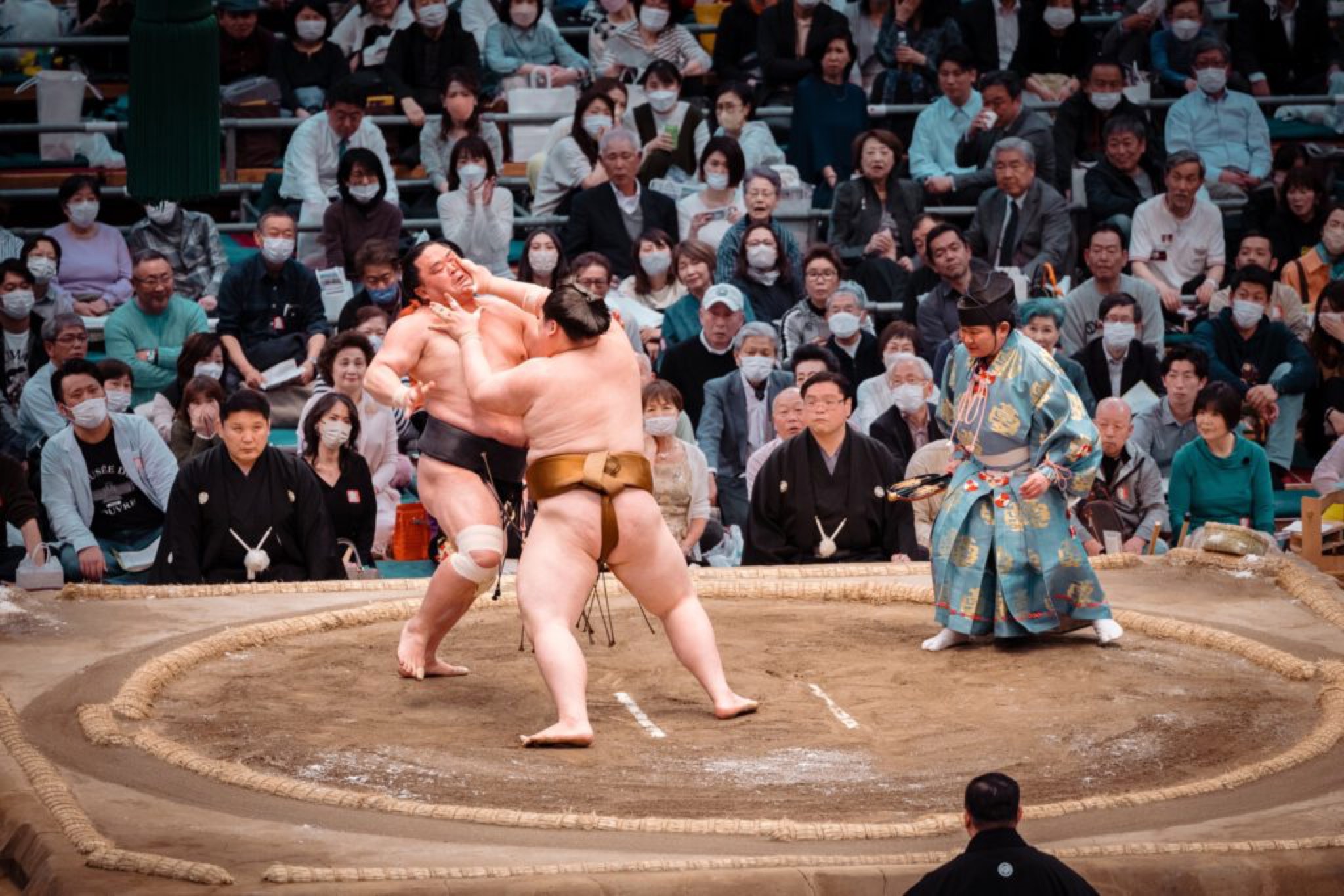 sumo
