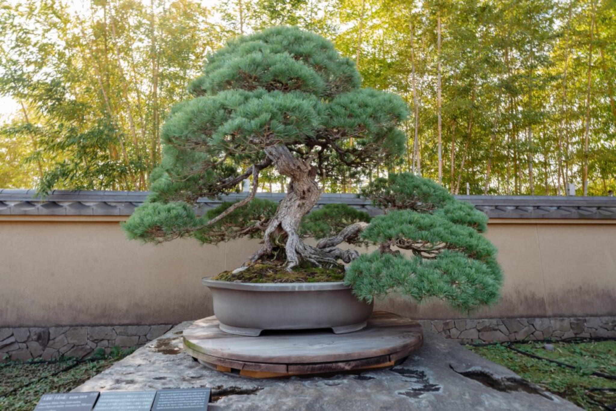 omiya bonsai