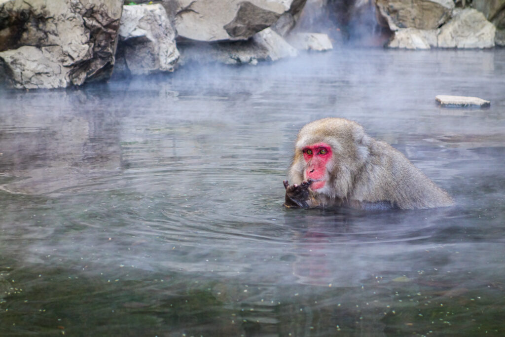 jigokudani singes